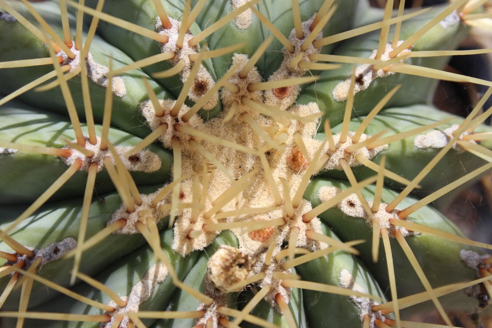 Canon EOS 600D (Rebel EOS T3i / EOS Kiss X5) sample photo. Cactus, close up, mother photography