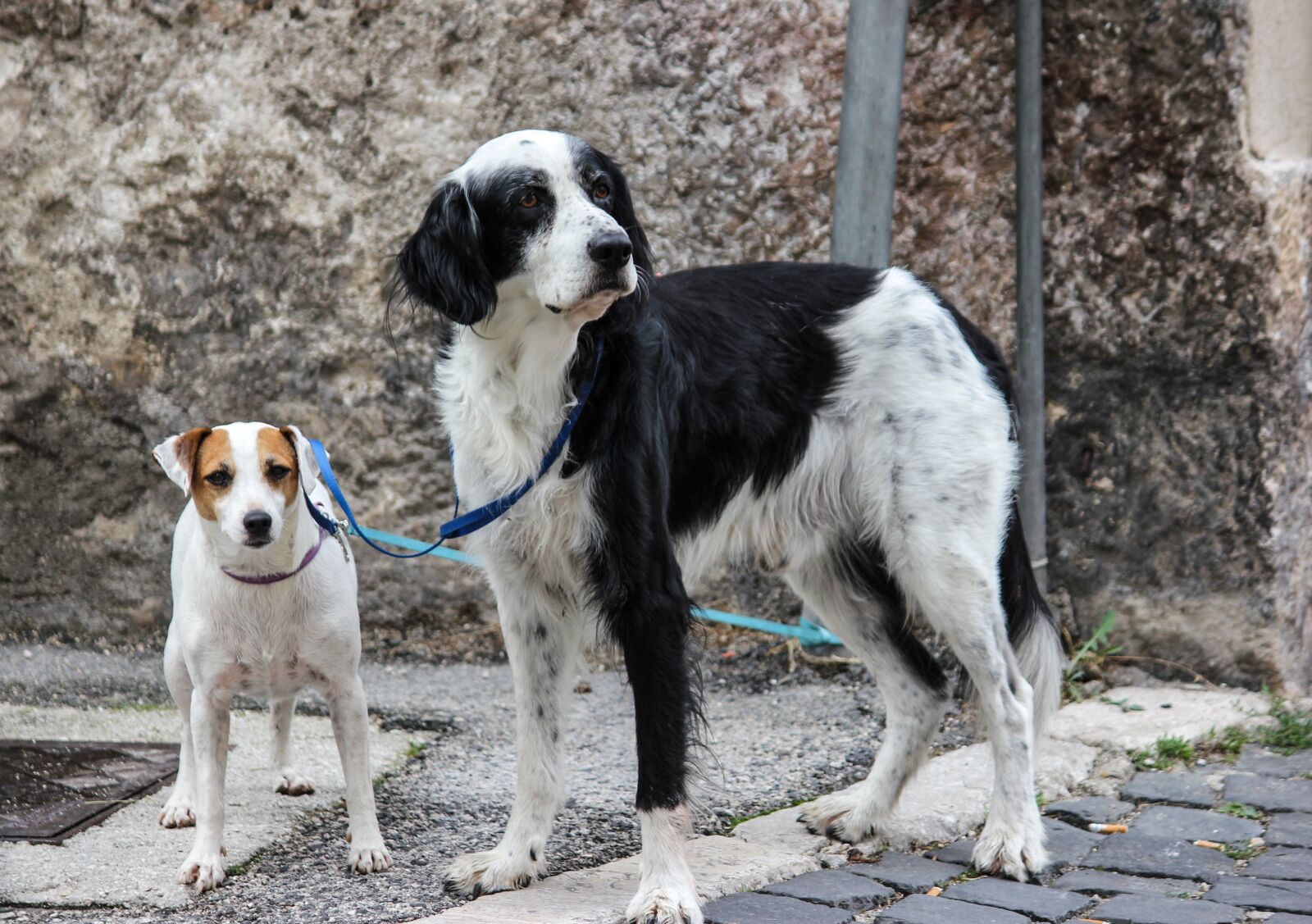 Canon EOS 550D (EOS Rebel T2i / EOS Kiss X4) sample photo. Animals, dog, waiting photography