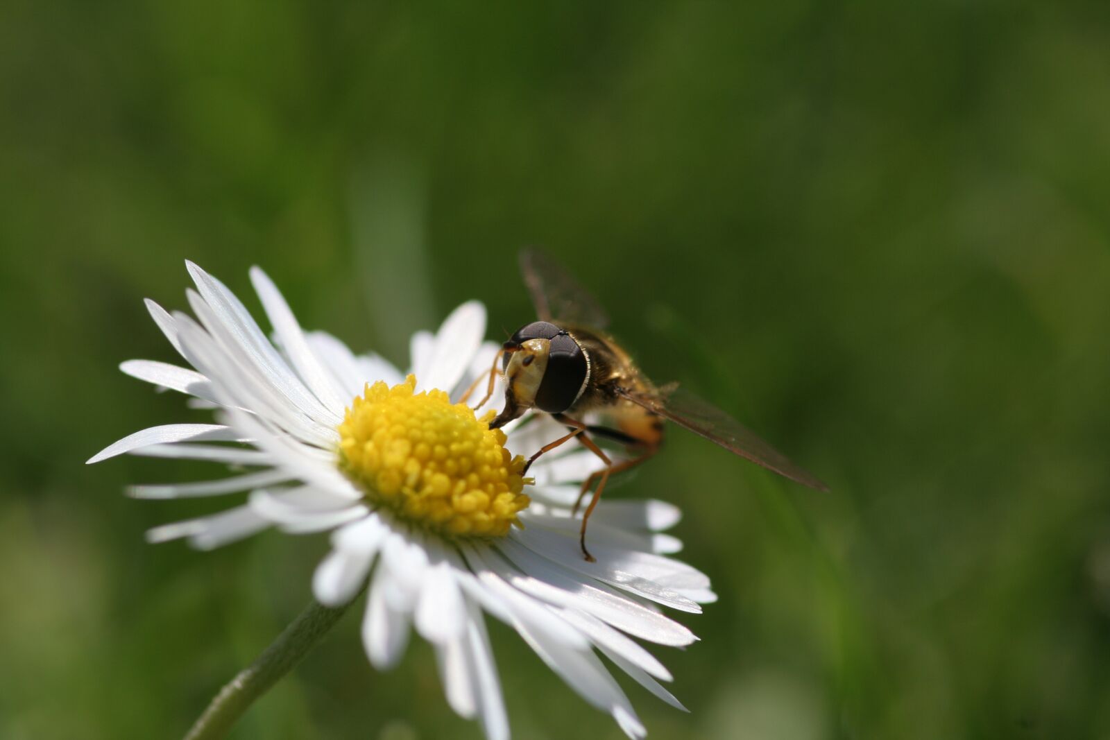 Canon EOS 350D (EOS Digital Rebel XT / EOS Kiss Digital N) sample photo. Daisy, hoverfly, insect photography