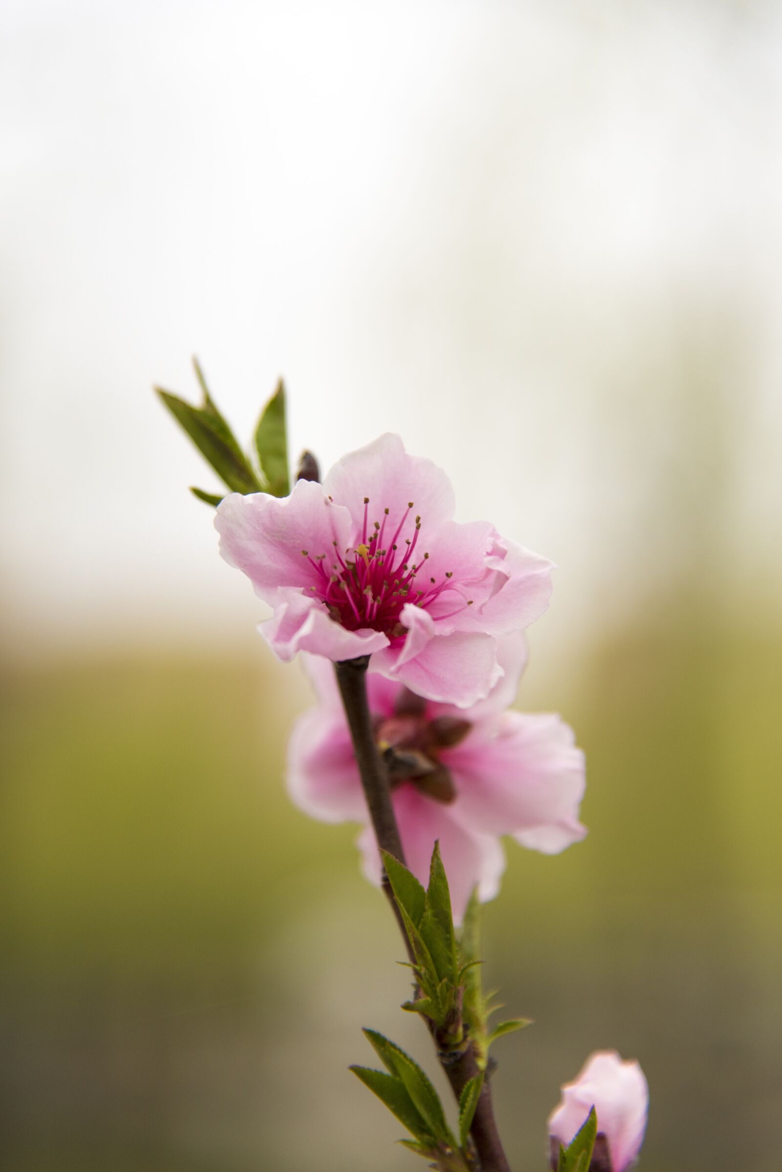 Nikon D750 sample photo. Flower, spring, cherry blossom photography