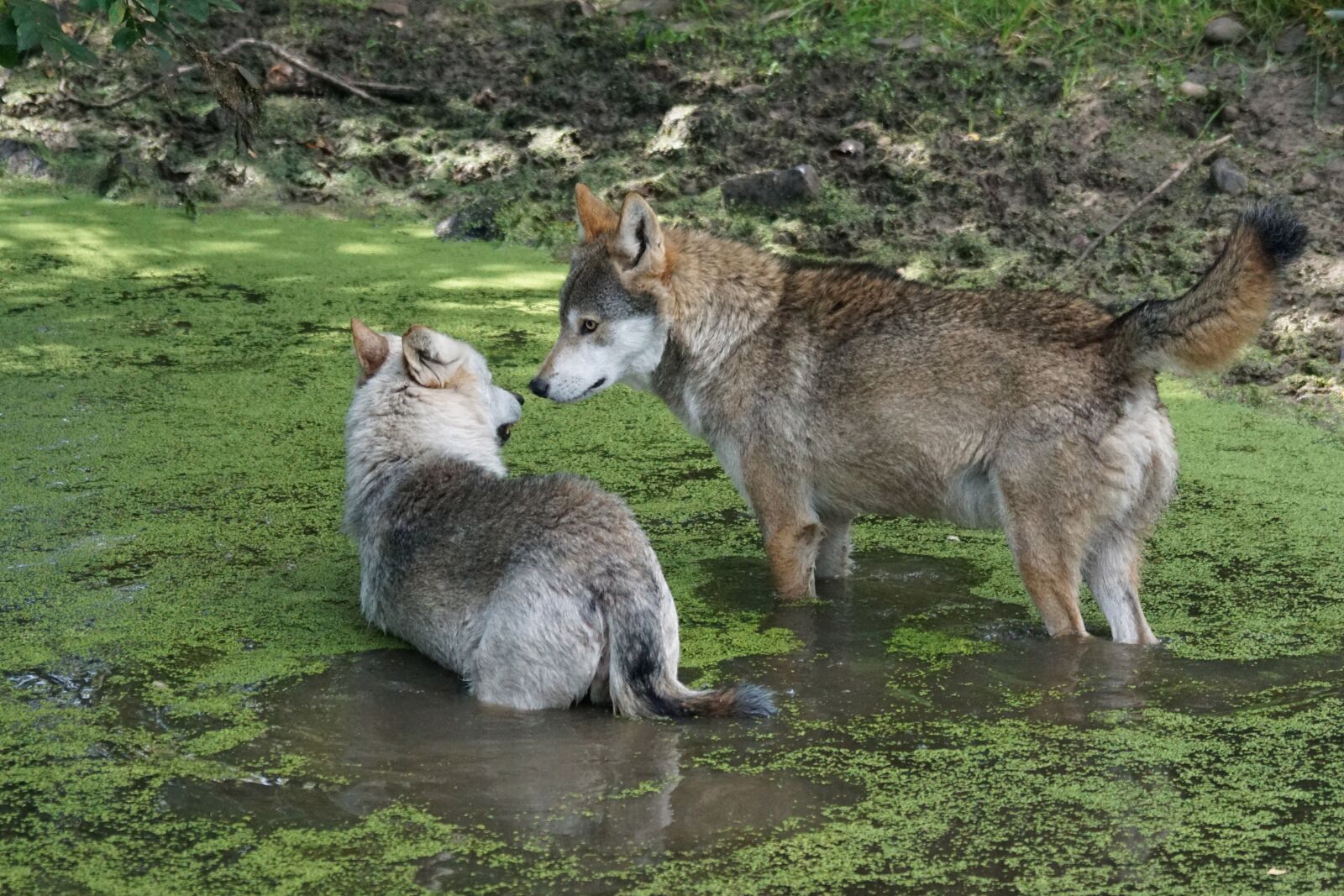 Sony 70-400mm F4-5.6 G SSM sample photo. Wolf, predator, carnivores photography