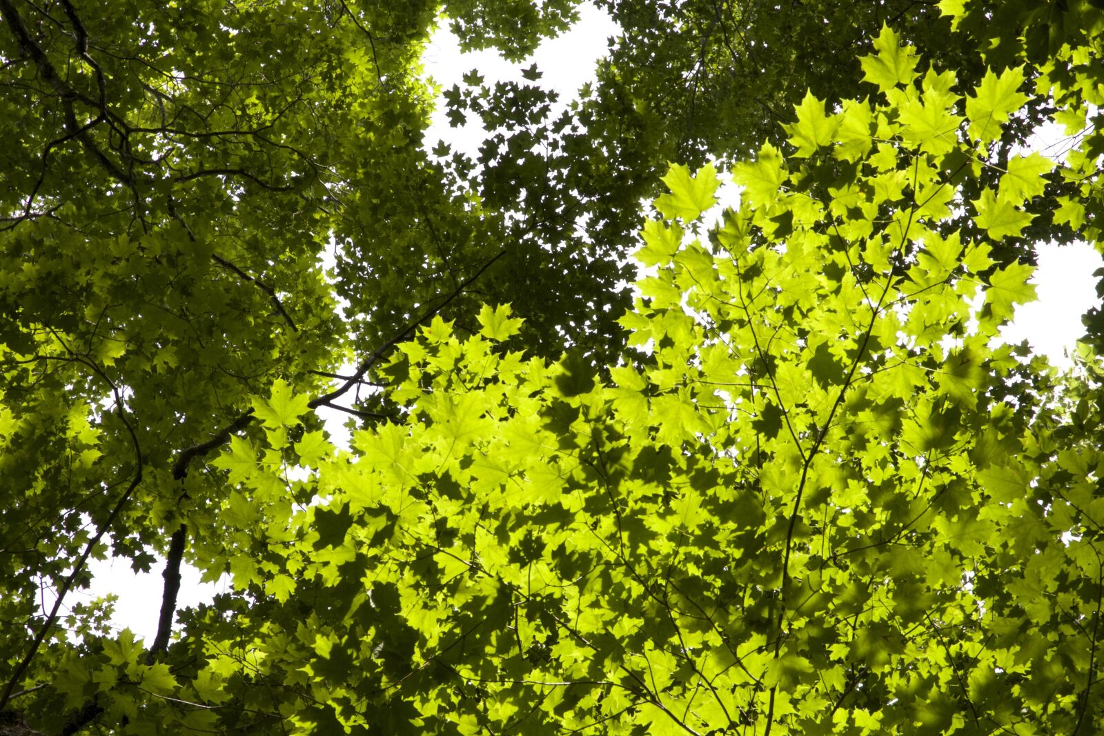 Canon EOS 6D sample photo. Foliage, green leaves, under photography