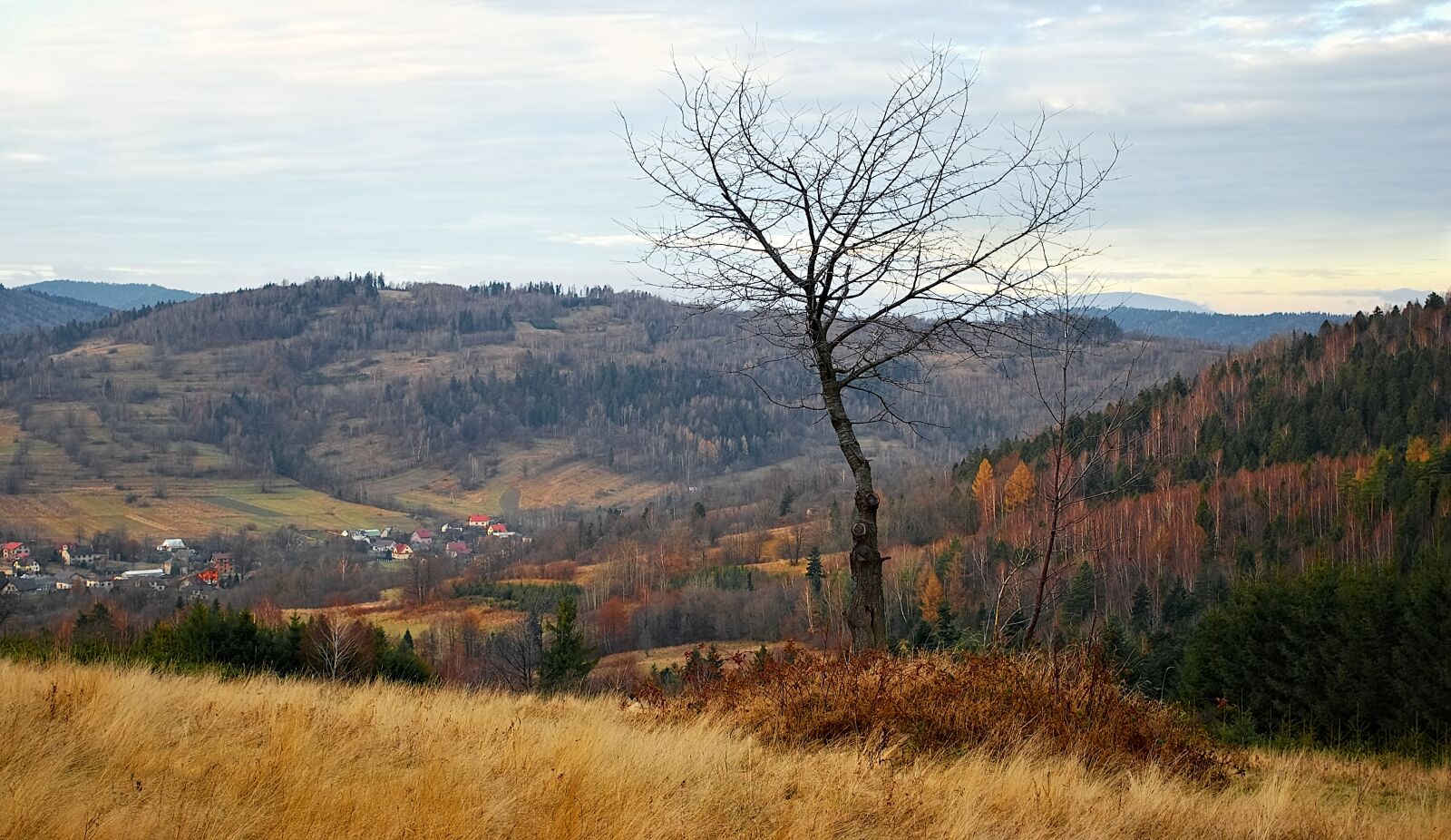 Nikon D80 sample photo. Tree, grass, polyana photography