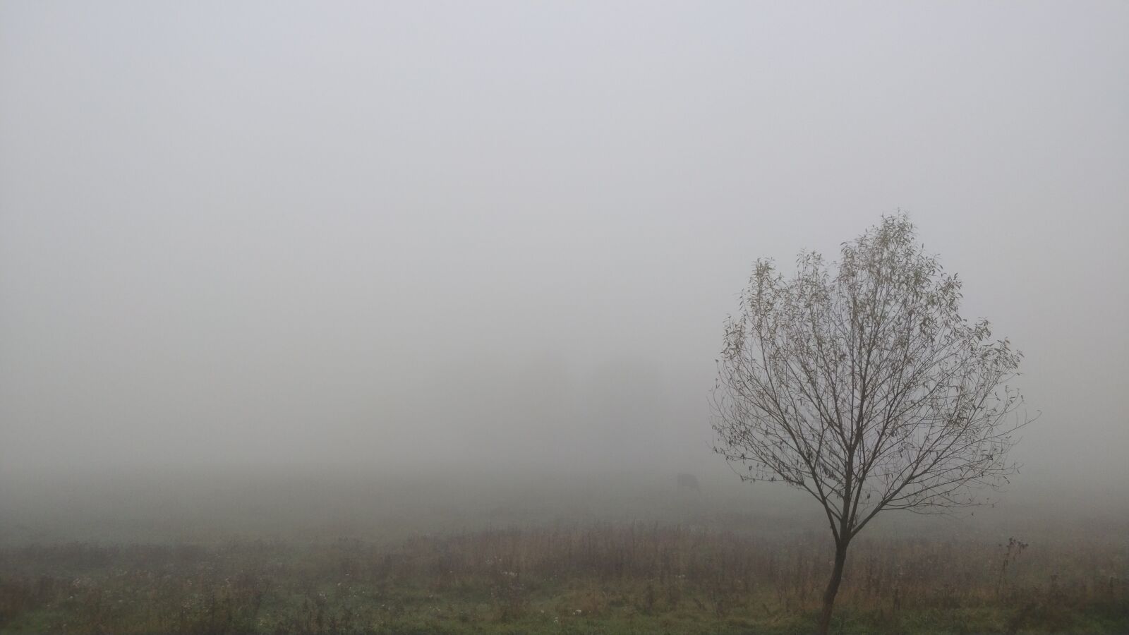 OnePlus 5 sample photo. Fog, autumn, tree photography