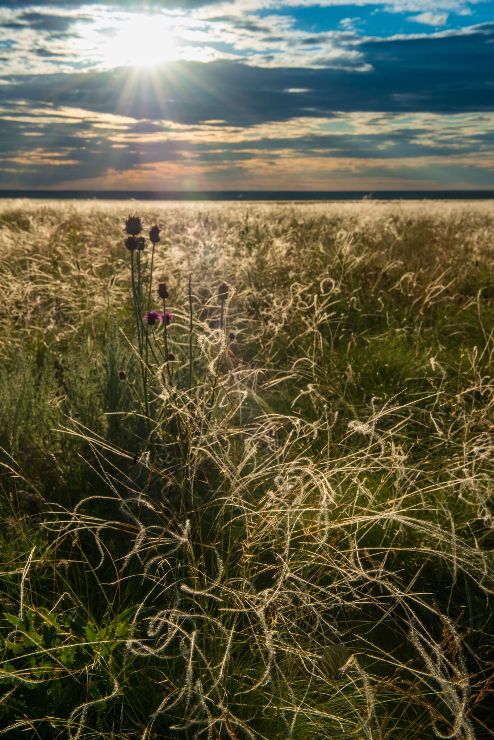 Nikon D800 sample photo. Steppe, feather grass, grass photography