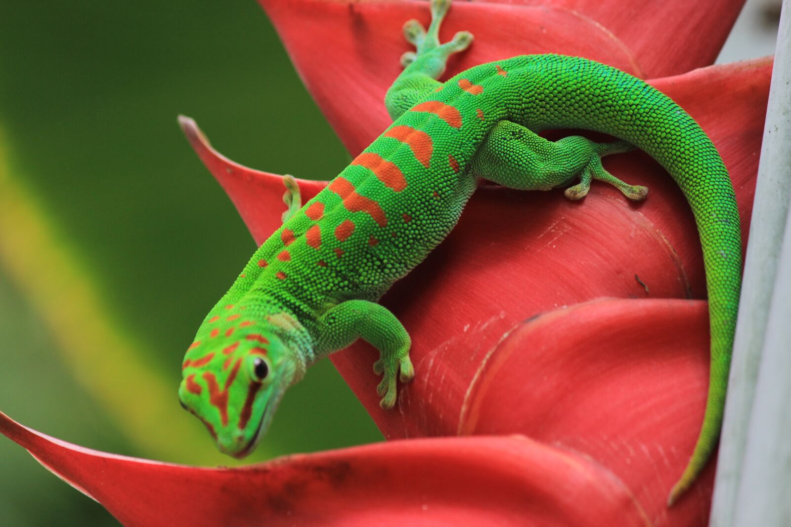 Canon EOS 600D (Rebel EOS T3i / EOS Kiss X5) sample photo. Gecko, st louis, botanical photography