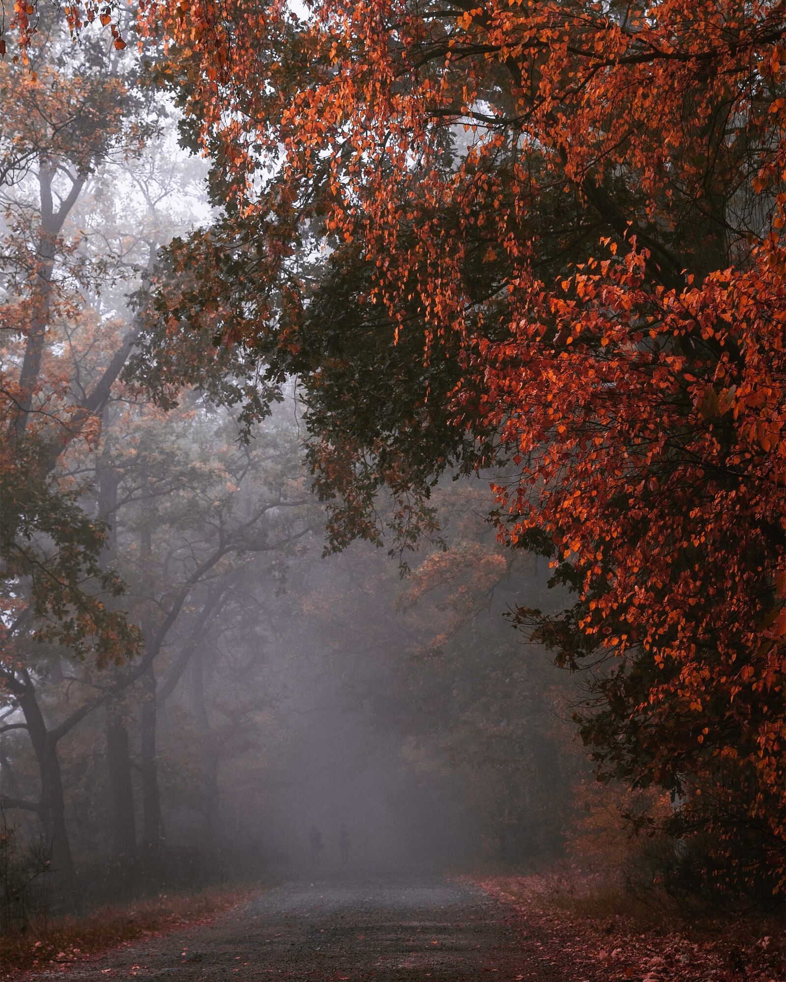 Nikon D3300 sample photo. Autumn, colors, nature photography