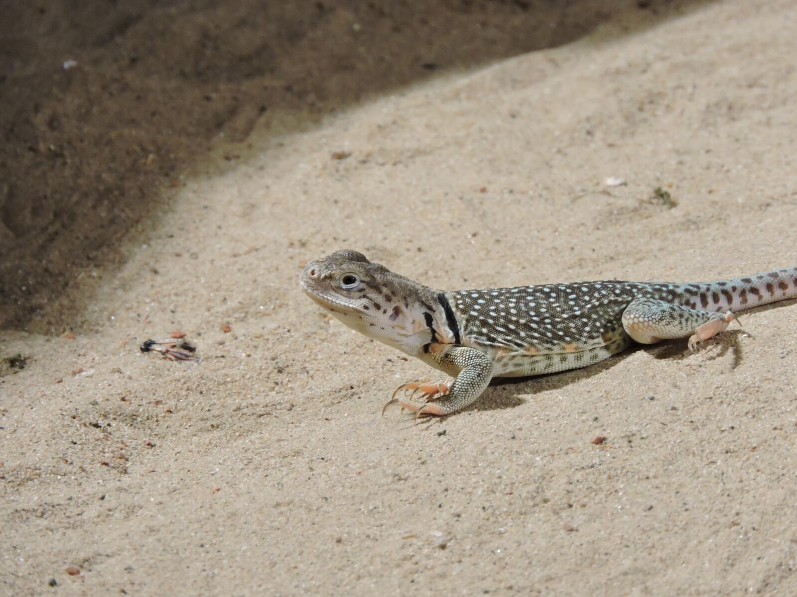 Nikon Coolpix P600 sample photo. Lizard, zoo, animal photography