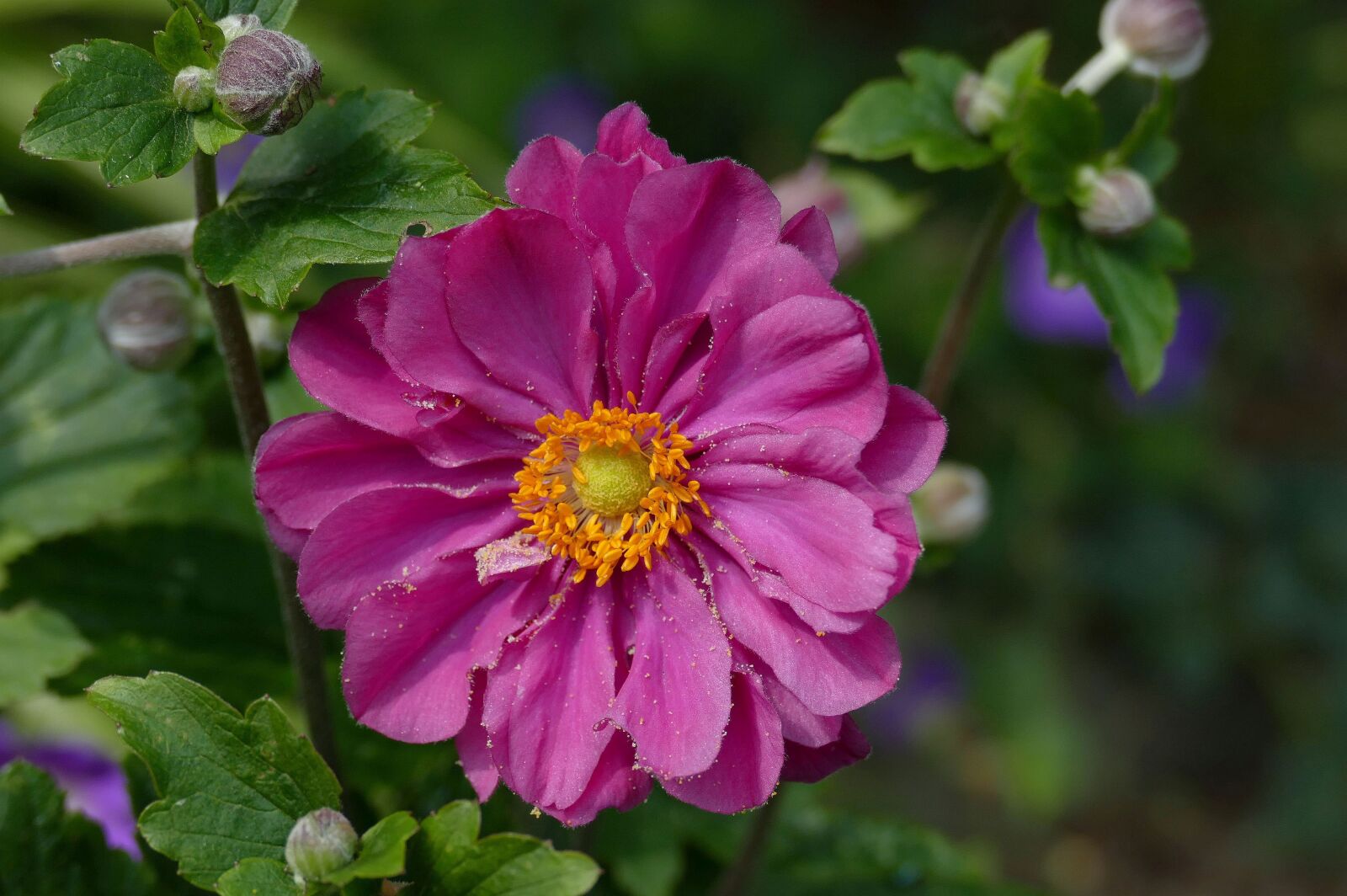 Panasonic Lumix DMC-FZ1000 sample photo. Fall anemone, deep pink photography