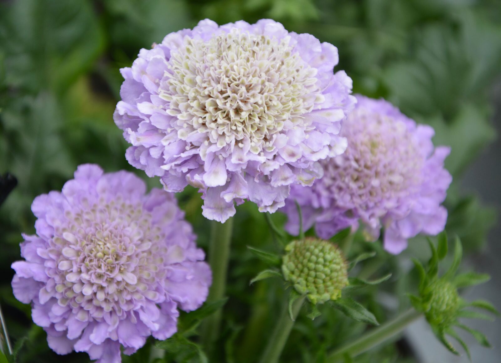 Nikon D5200 sample photo. Flower, flowers color purple photography