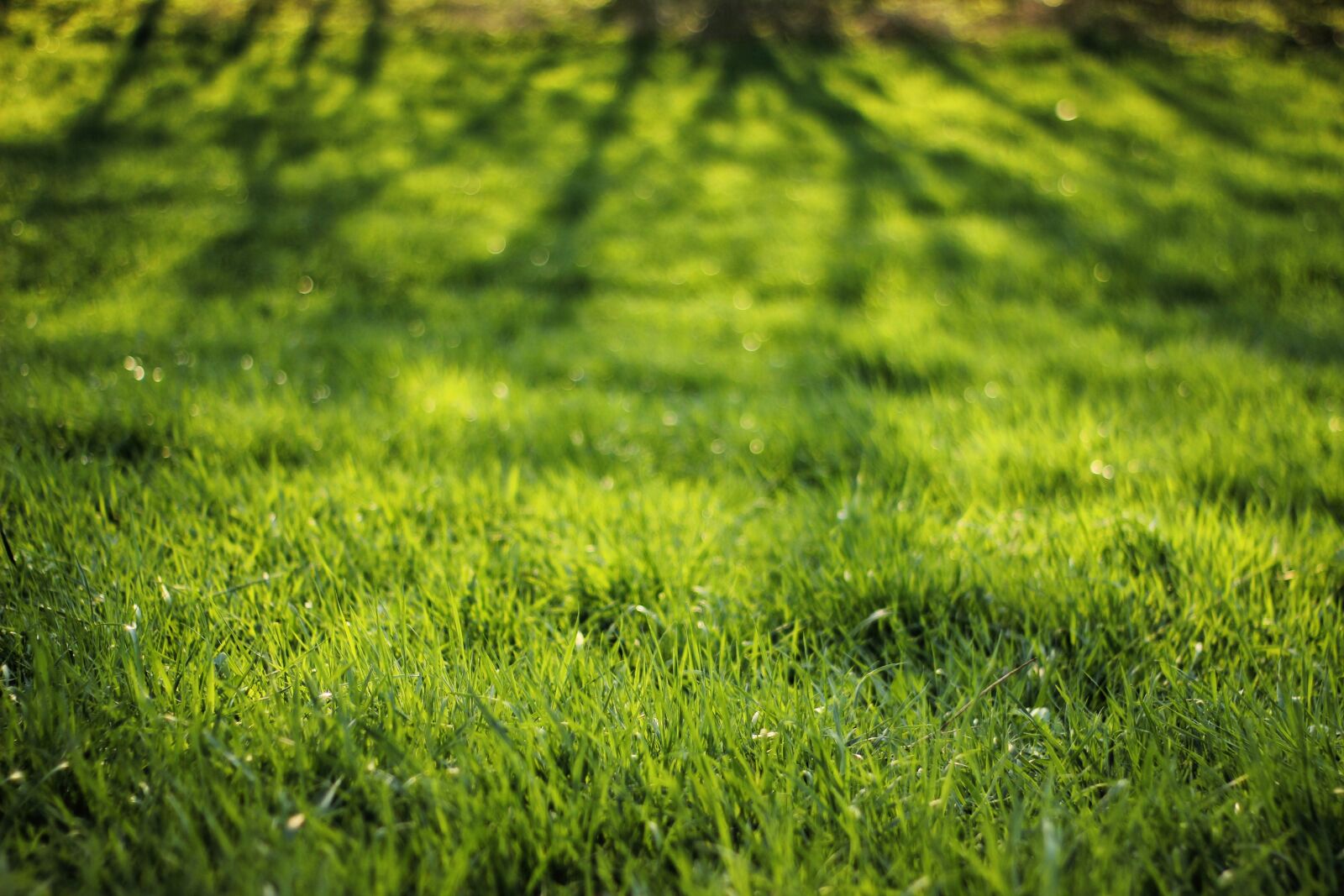 Canon EOS 60D sample photo. Grass, meadow, green photography