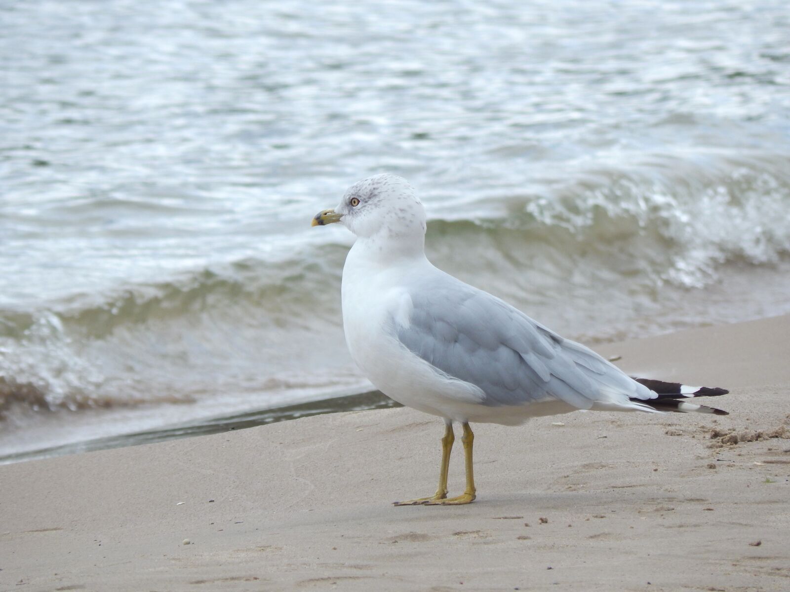 Nikon Coolpix L820 sample photo. Seagull, shoreline, standing bird photography
