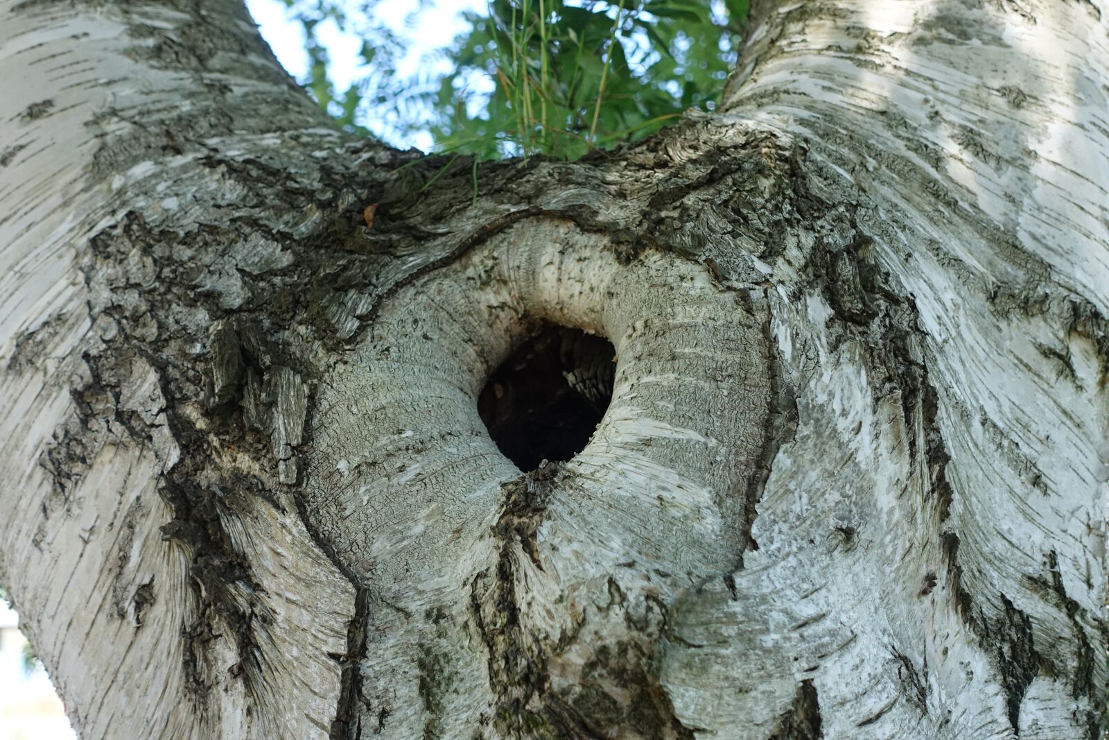 Sony Cyber-shot DSC-RX100 III sample photo. Hole, hollow, tree photography