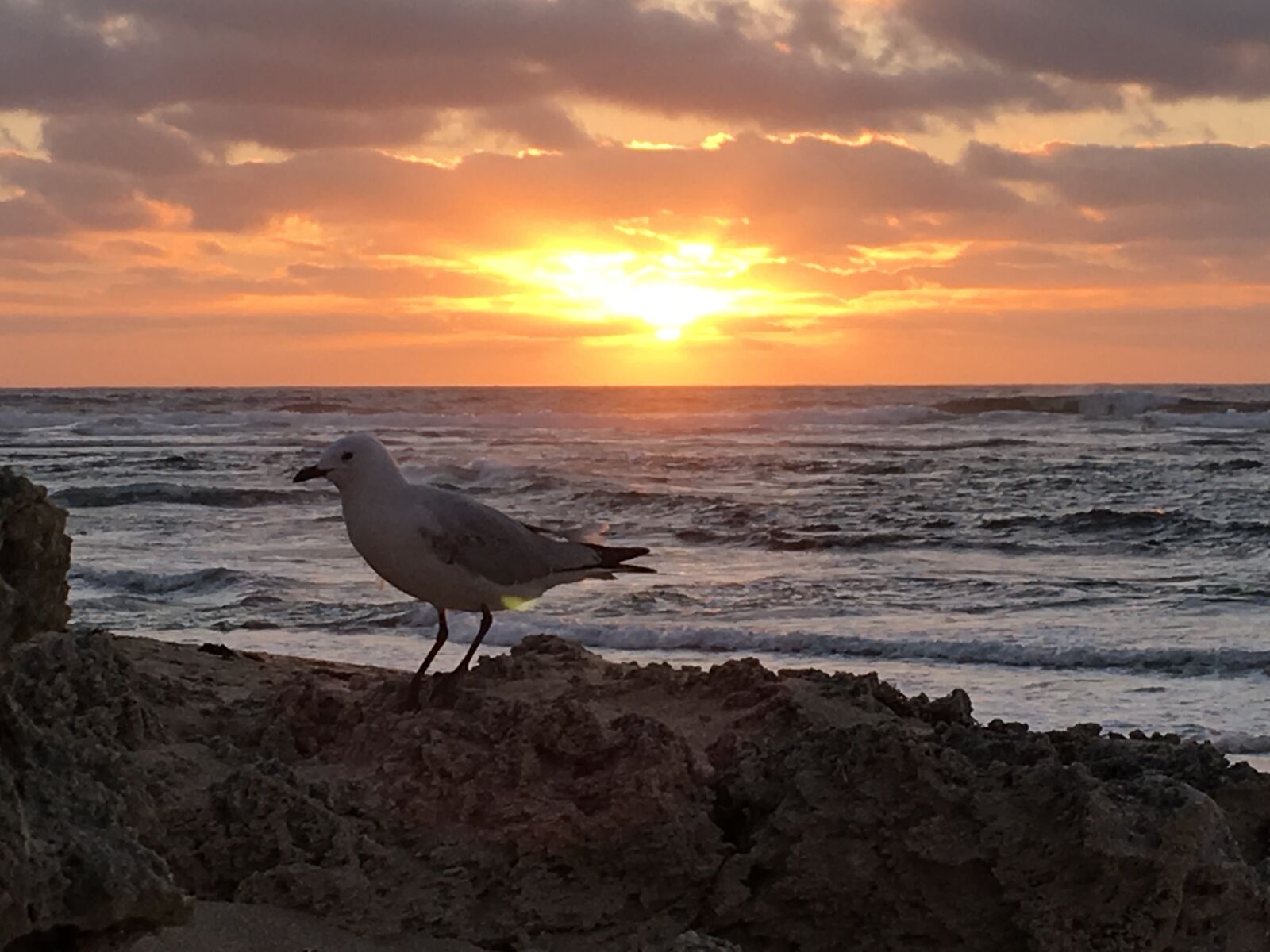 Apple iPhone 6s sample photo. Seagull, sunset, sun photography