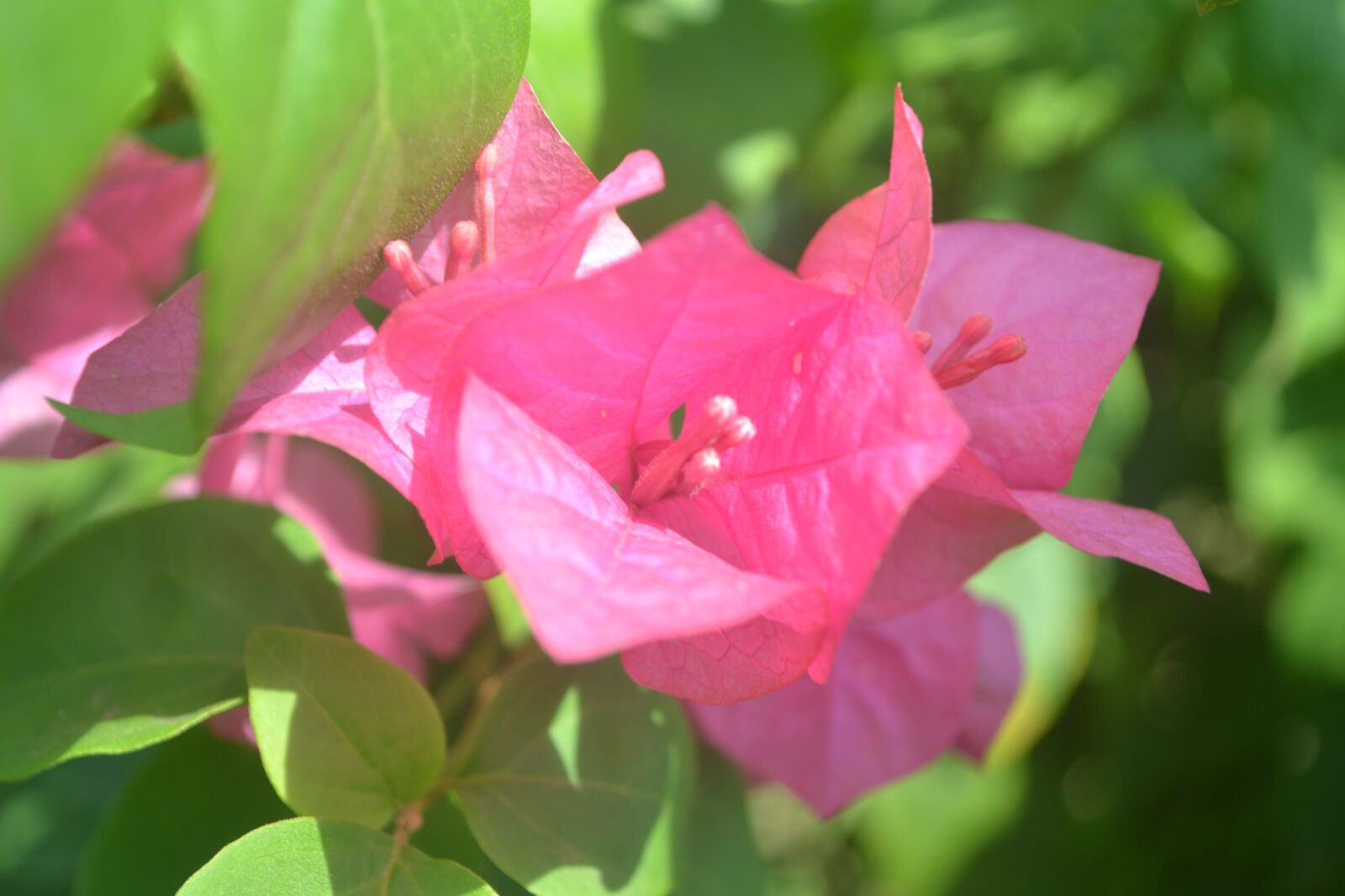Nikon D3100 sample photo. Flowers, paper flowers red photography