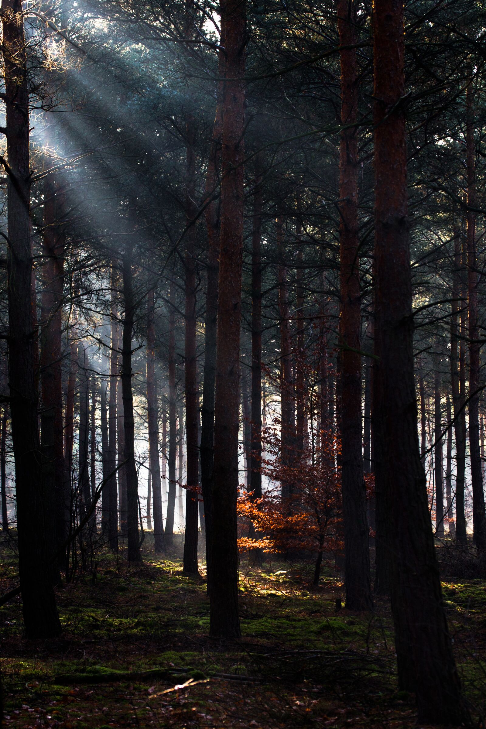Canon EF-S 60mm F2.8 Macro USM sample photo. Forest, light, light beam photography