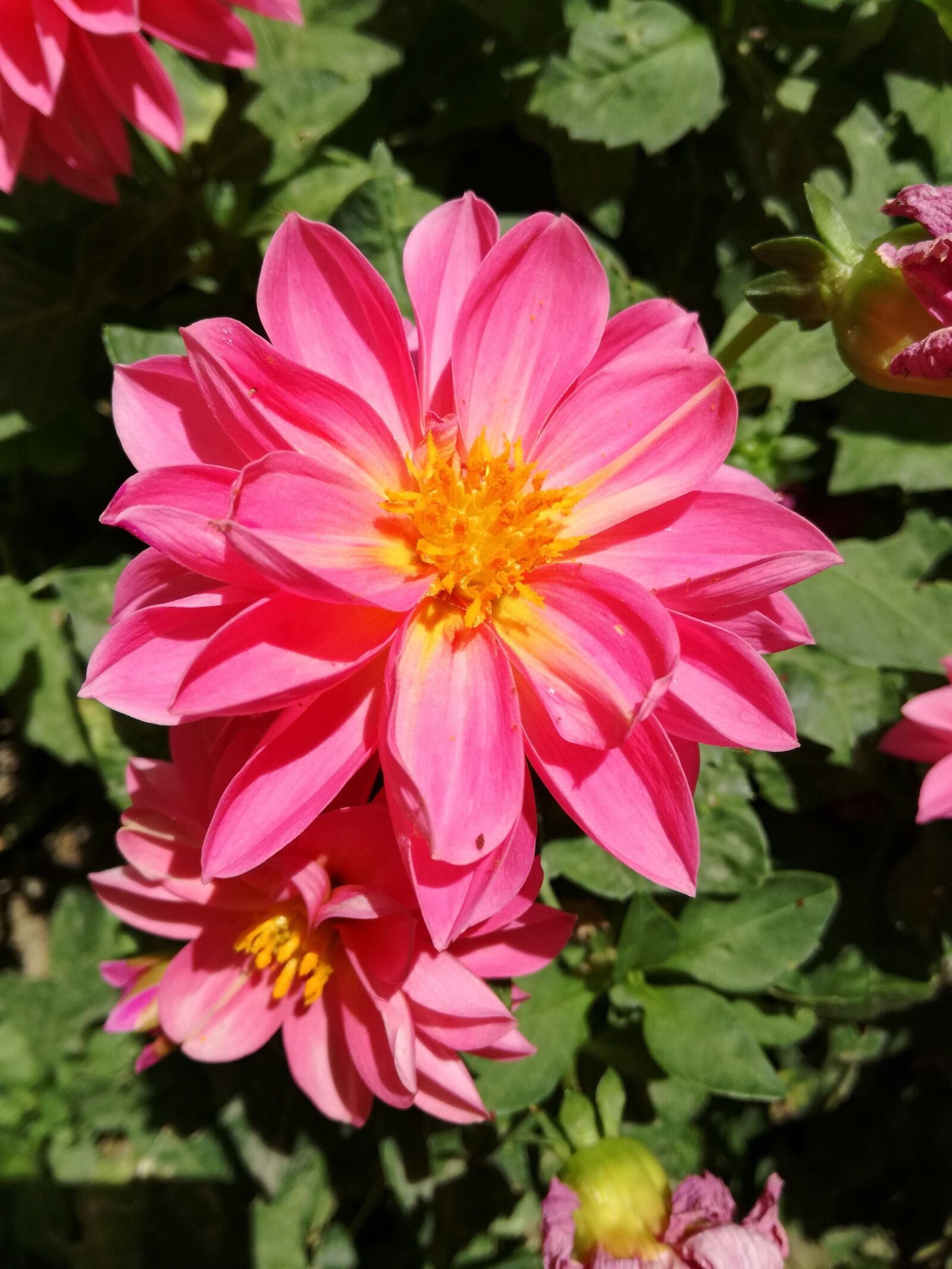 HUAWEI P9 LITE sample photo. Flowers, garden, small flower photography