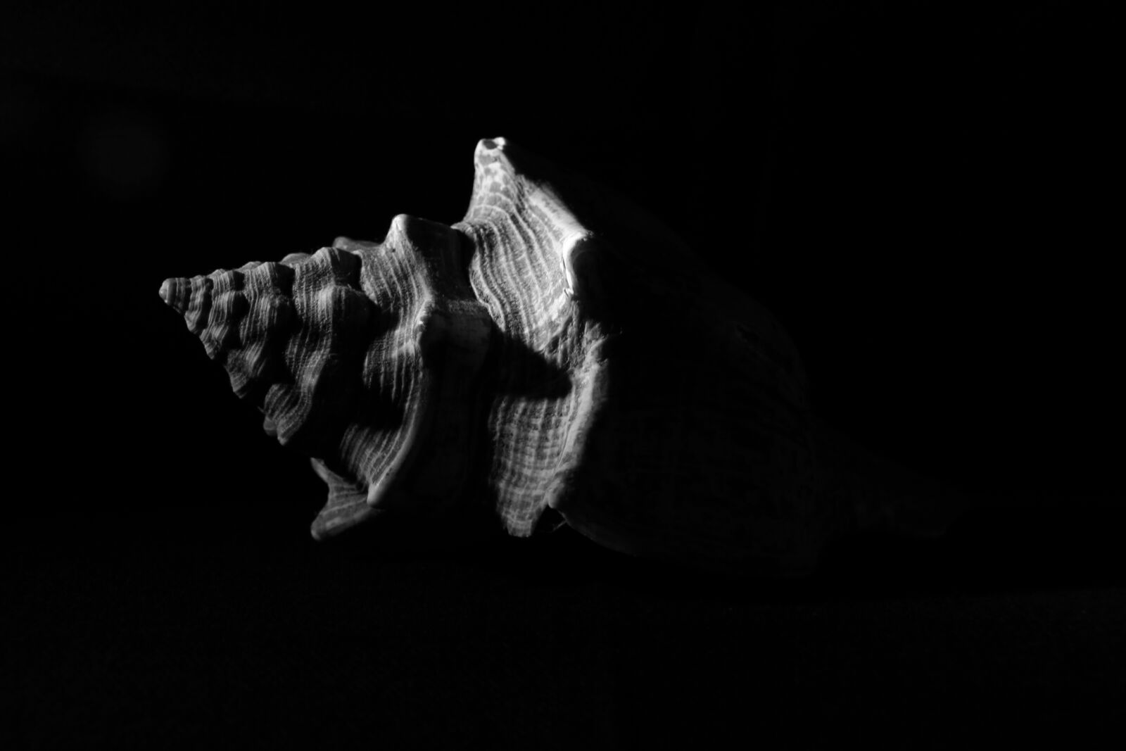 Canon EOS 7D sample photo. Shell, black and white photography