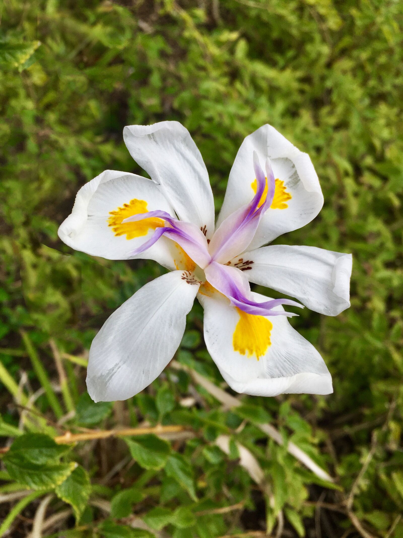 iPhone 6 Plus back camera 4.15mm f/2.2 sample photo. Flower, orchid, bloom photography