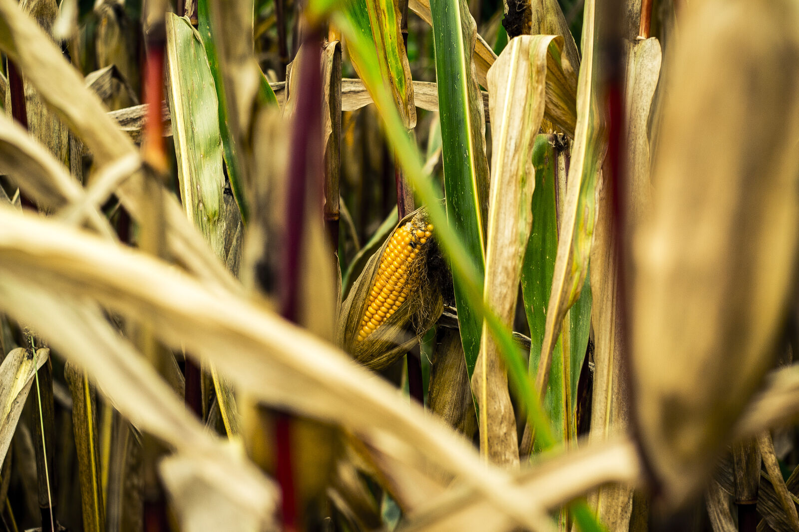 Canon EF 50mm F1.8 II sample photo. Agriculture, blur, bright, cereal photography