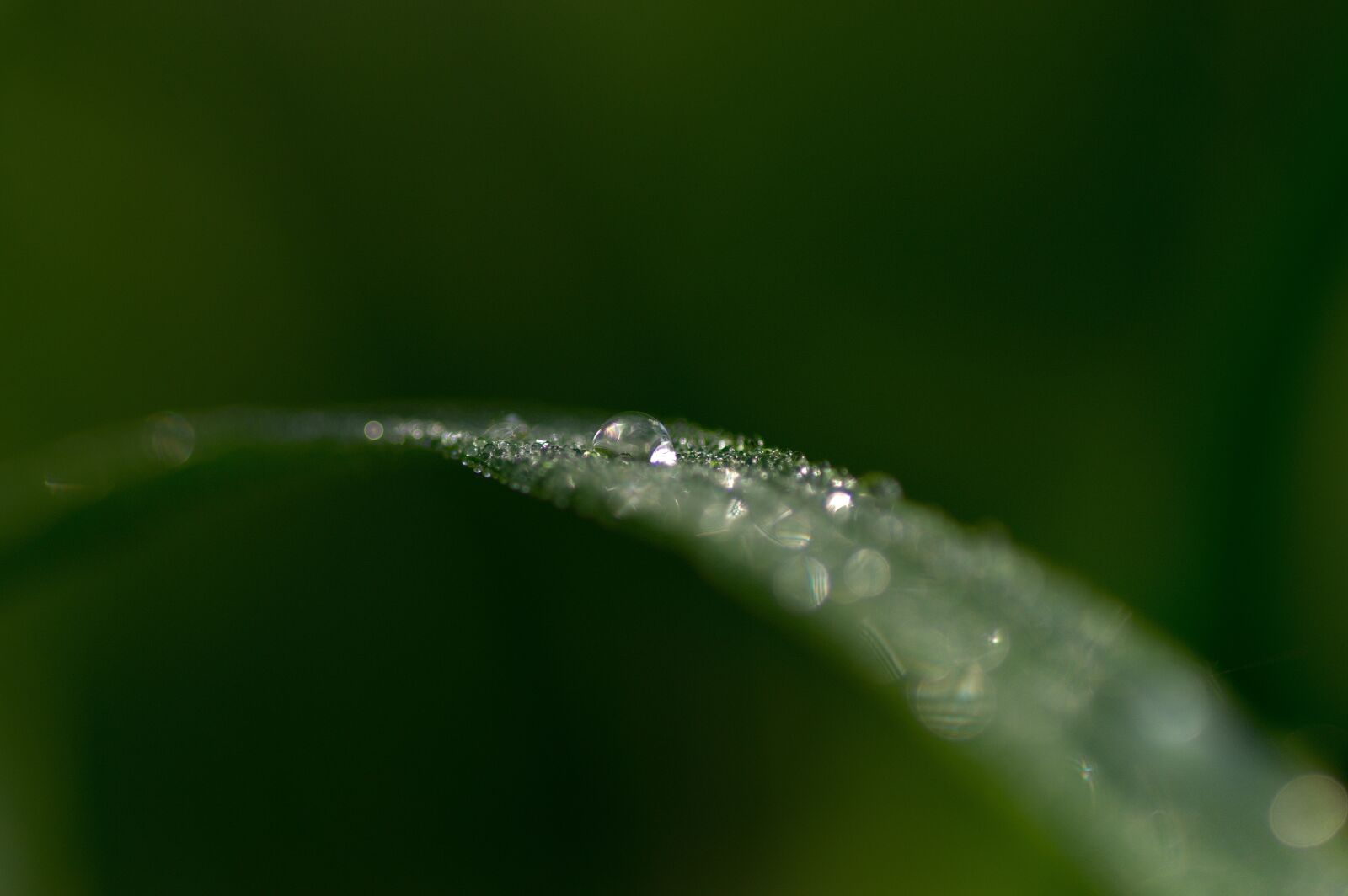 Pentax K-3 sample photo. Grass, water, drops photography