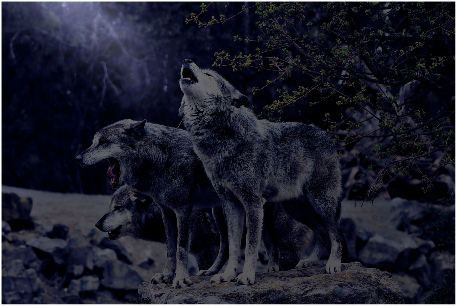 Canon EF75-300mm f/4-5.6 sample photo. Wolf, composing, mystical photography