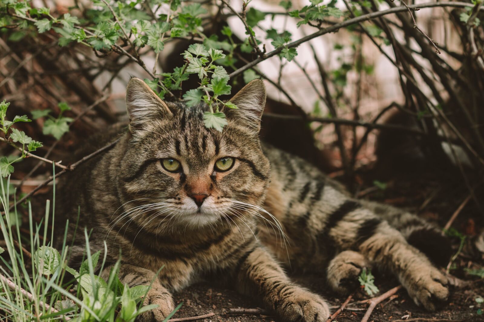 Canon EOS 1100D (EOS Rebel T3 / EOS Kiss X50) + Canon EF 50mm F1.8 II sample photo. Cat, animal, pet photography