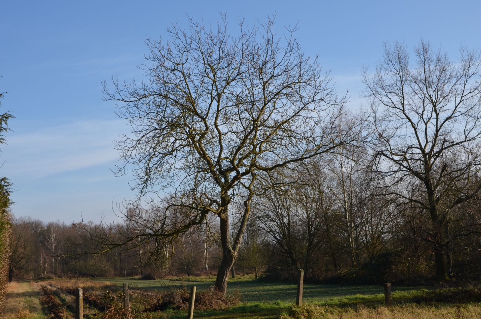 Nikon D5100 sample photo. Orchard, fruit tree, spring photography