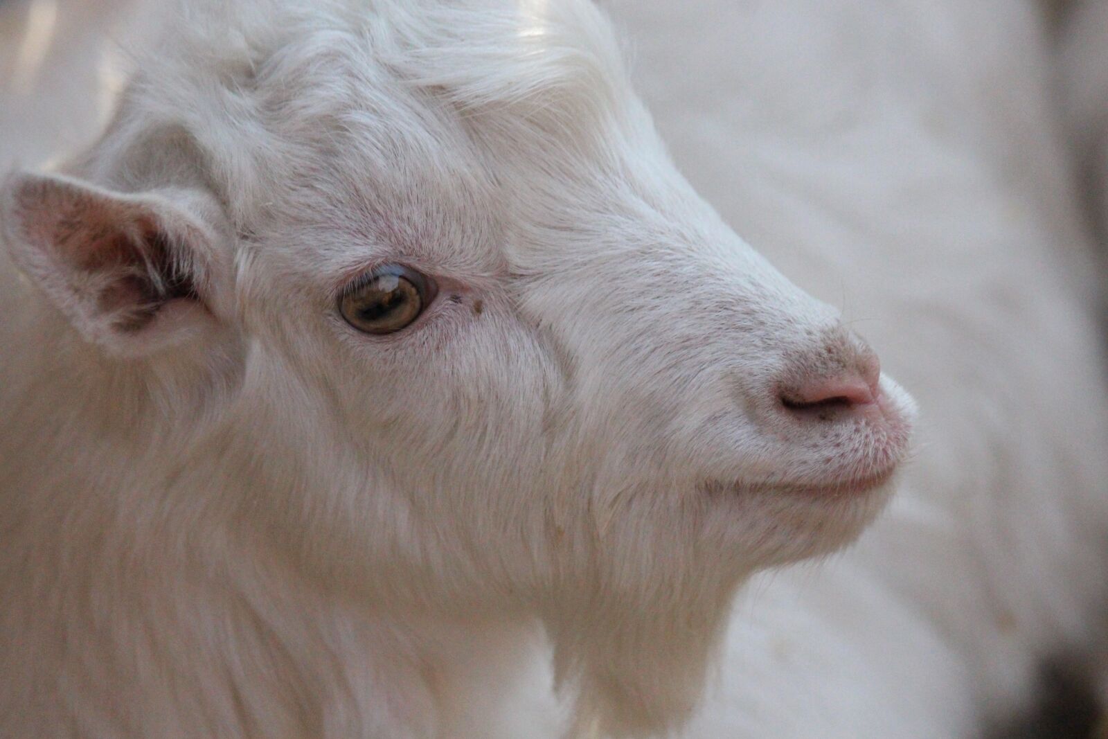 Canon EOS 650D (EOS Rebel T4i / EOS Kiss X6i) sample photo. Goat, animal, white goat photography