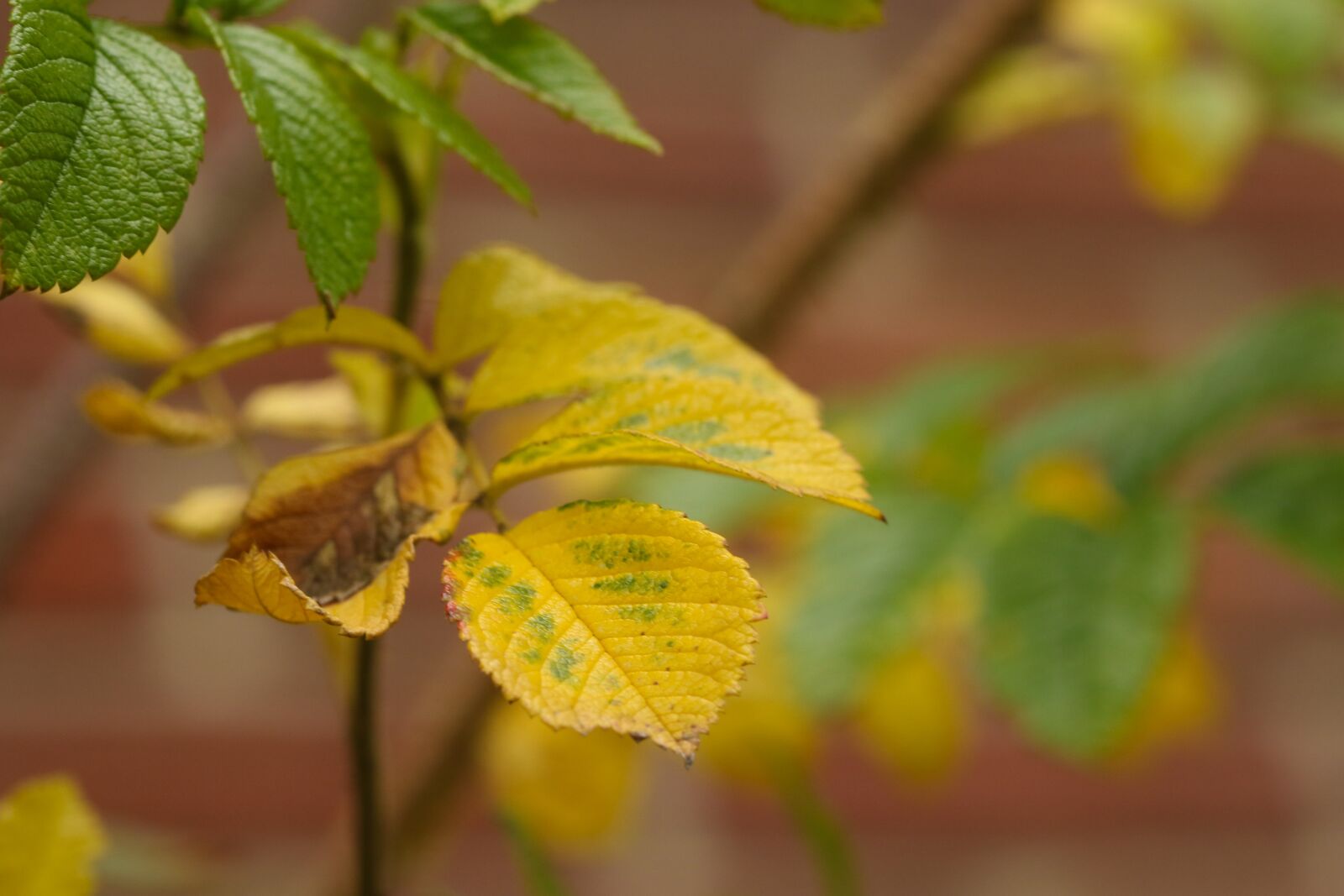 Canon EOS 7D Mark II sample photo. Yellow, leaf, autumn leaves photography