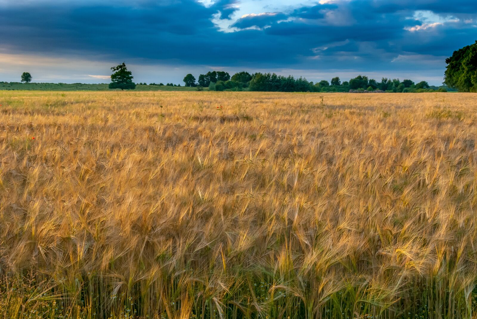 Nikon D80 sample photo. Wheat, sky, nature photography
