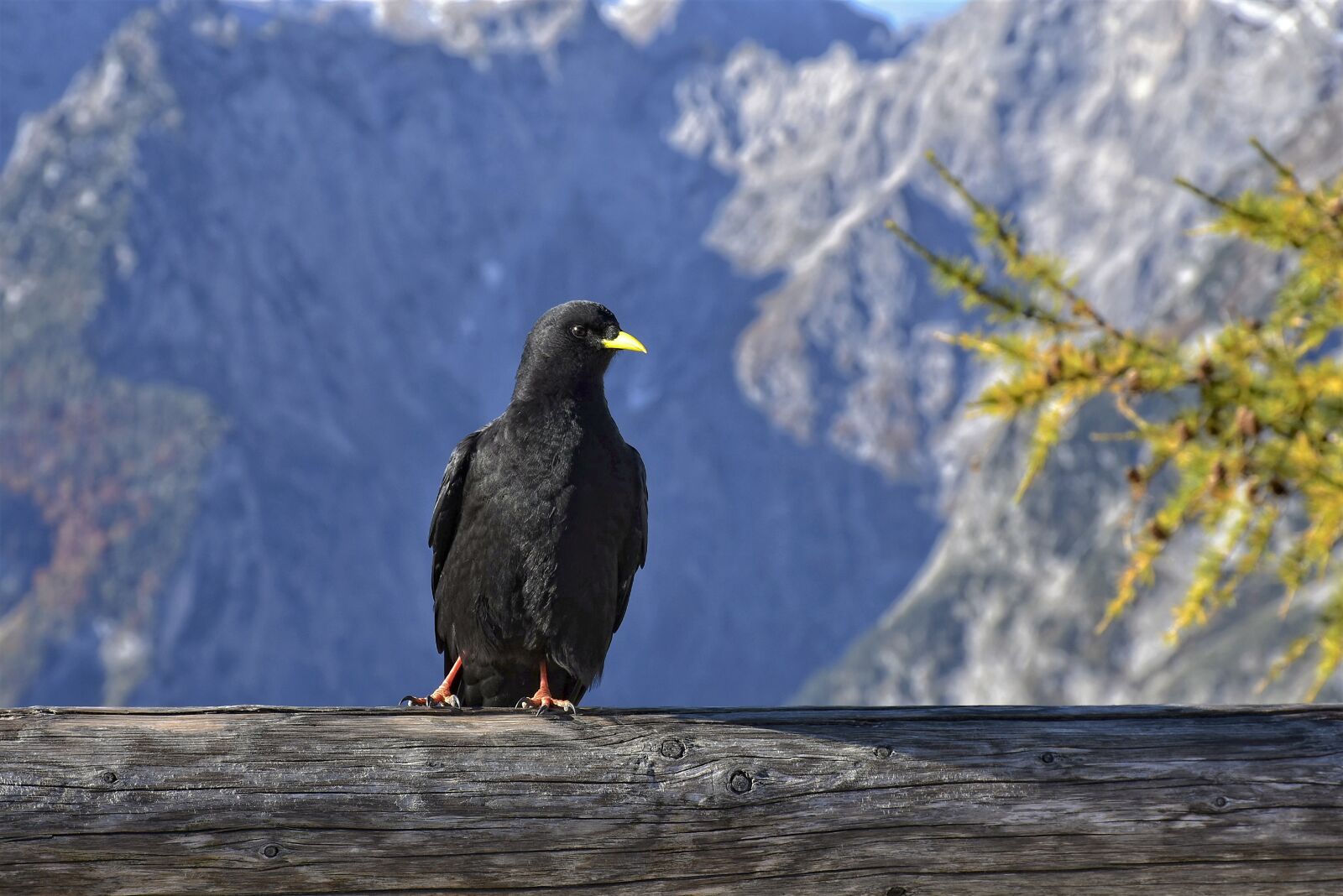 Nikon D7200 sample photo. Jackdaw, raven bird, bird photography