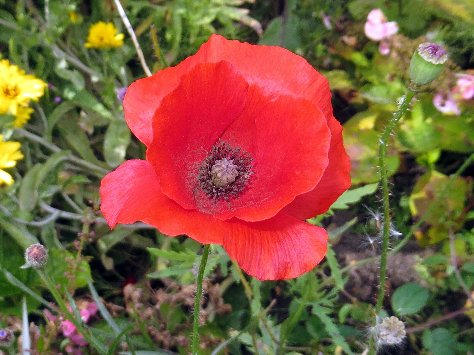 Canon PowerShot SX260 HS sample photo. Flower, plant, nature photography