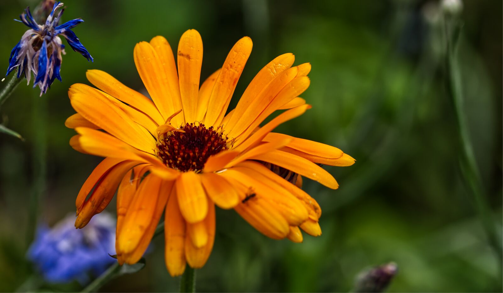Nikon D5500 sample photo. Flower, blossom, bloom photography