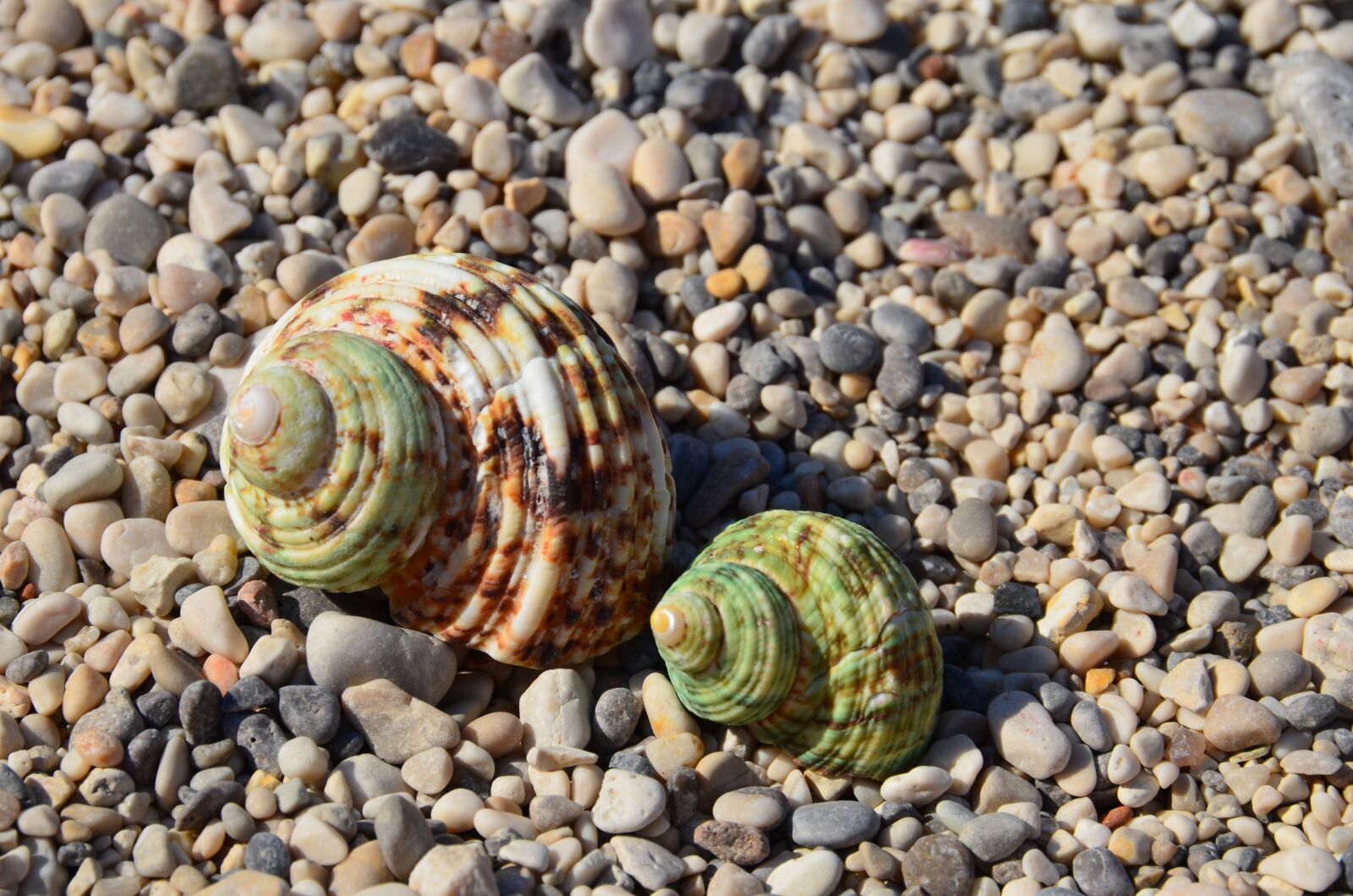 Nikon D5100 sample photo. Seashells, two, beach photography