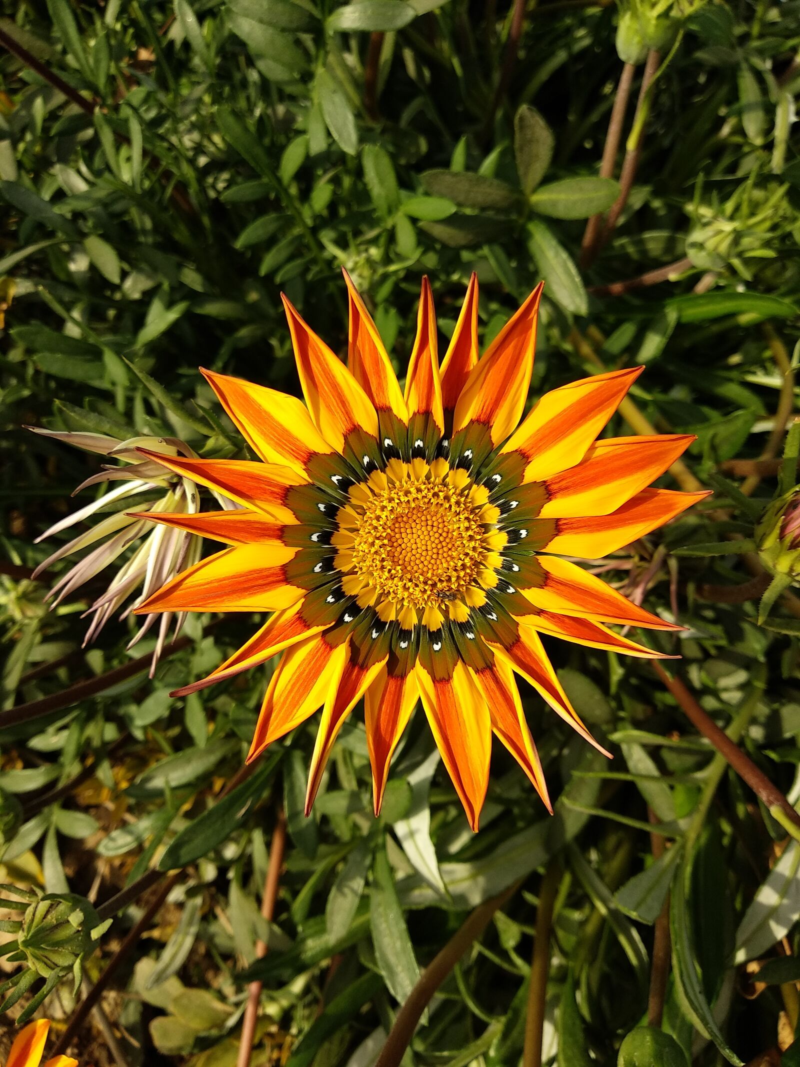 Xiaomi Mi A1 sample photo. Nature, flower, flora photography