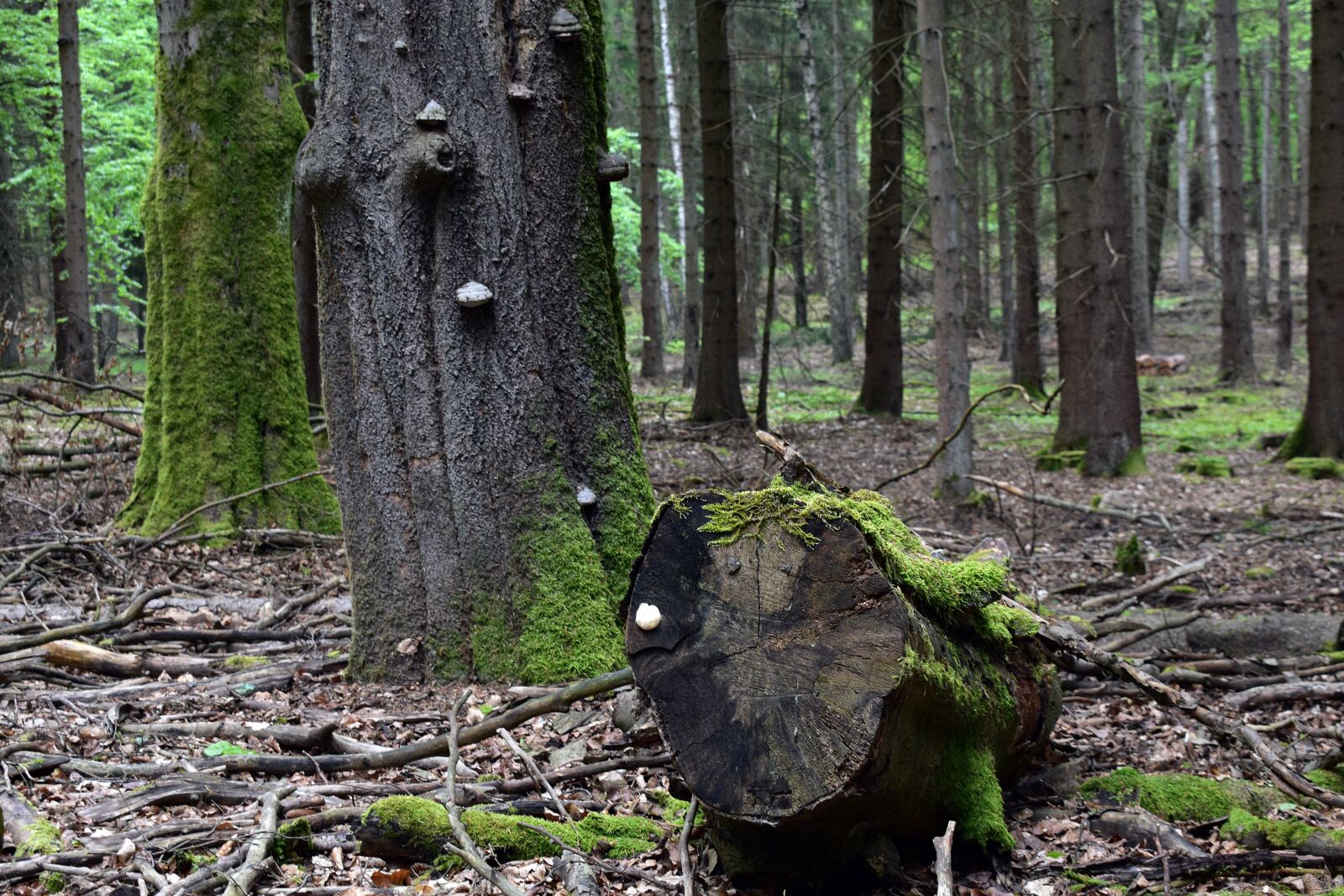 Nikon D3400 sample photo. Forest, nature, hub photography