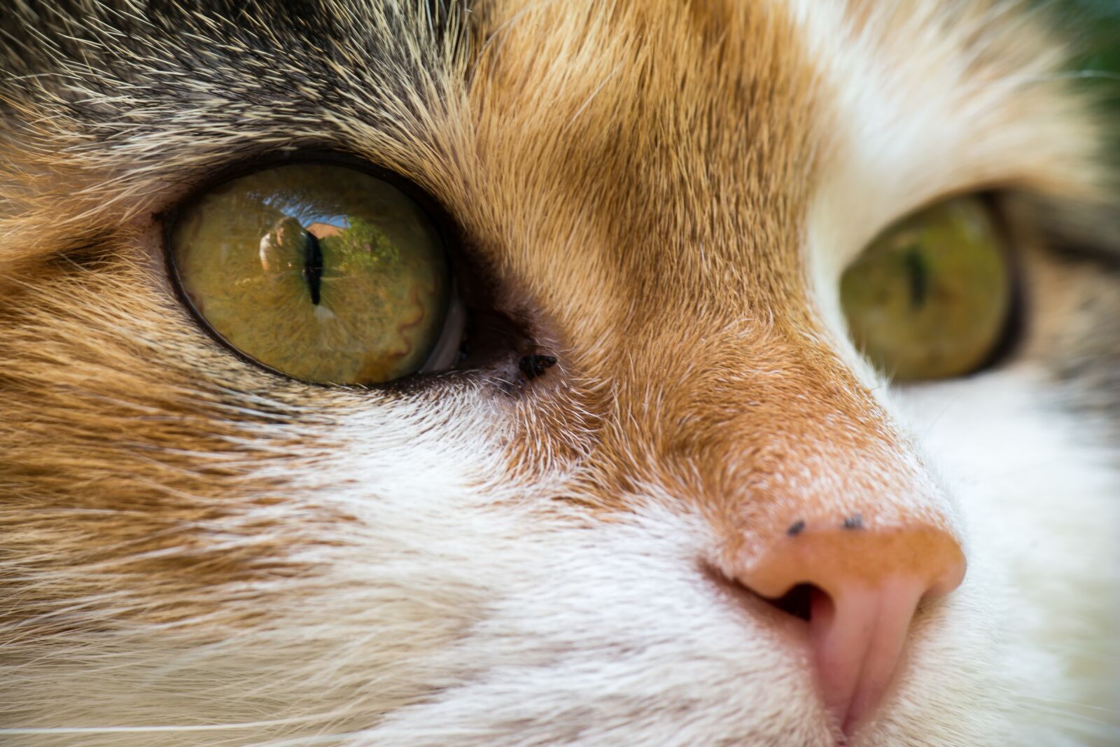 Samsung NX300M + Samsung NX 50-200mm F4-5.6 ED OIS sample photo. Cat, lucky cat, domestic photography
