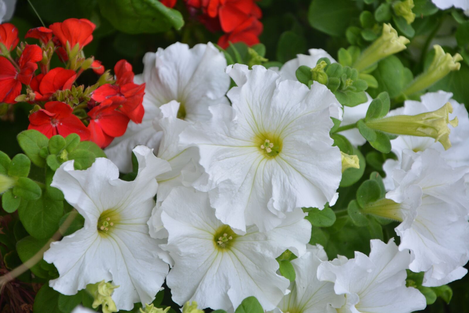 Nikon D5200 sample photo. Petunia white, white flowers photography