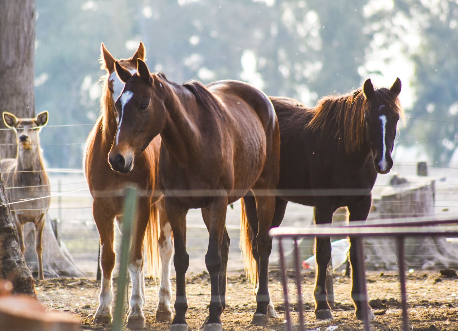 Nikon D5500 sample photo. Horse, farm, animalia photography