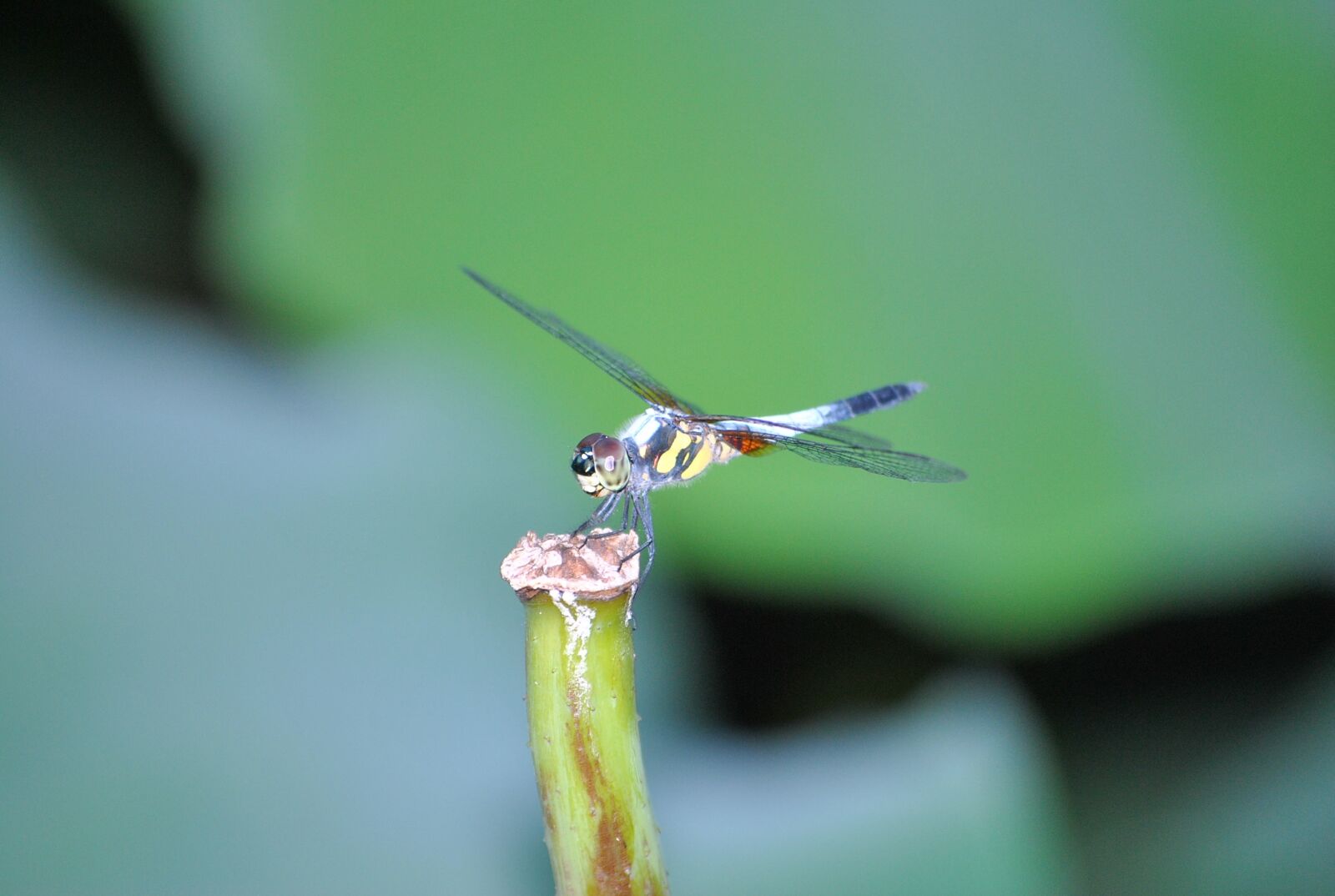 Nikon D3000 sample photo. Dragonfly, lotus leaf, macro photography