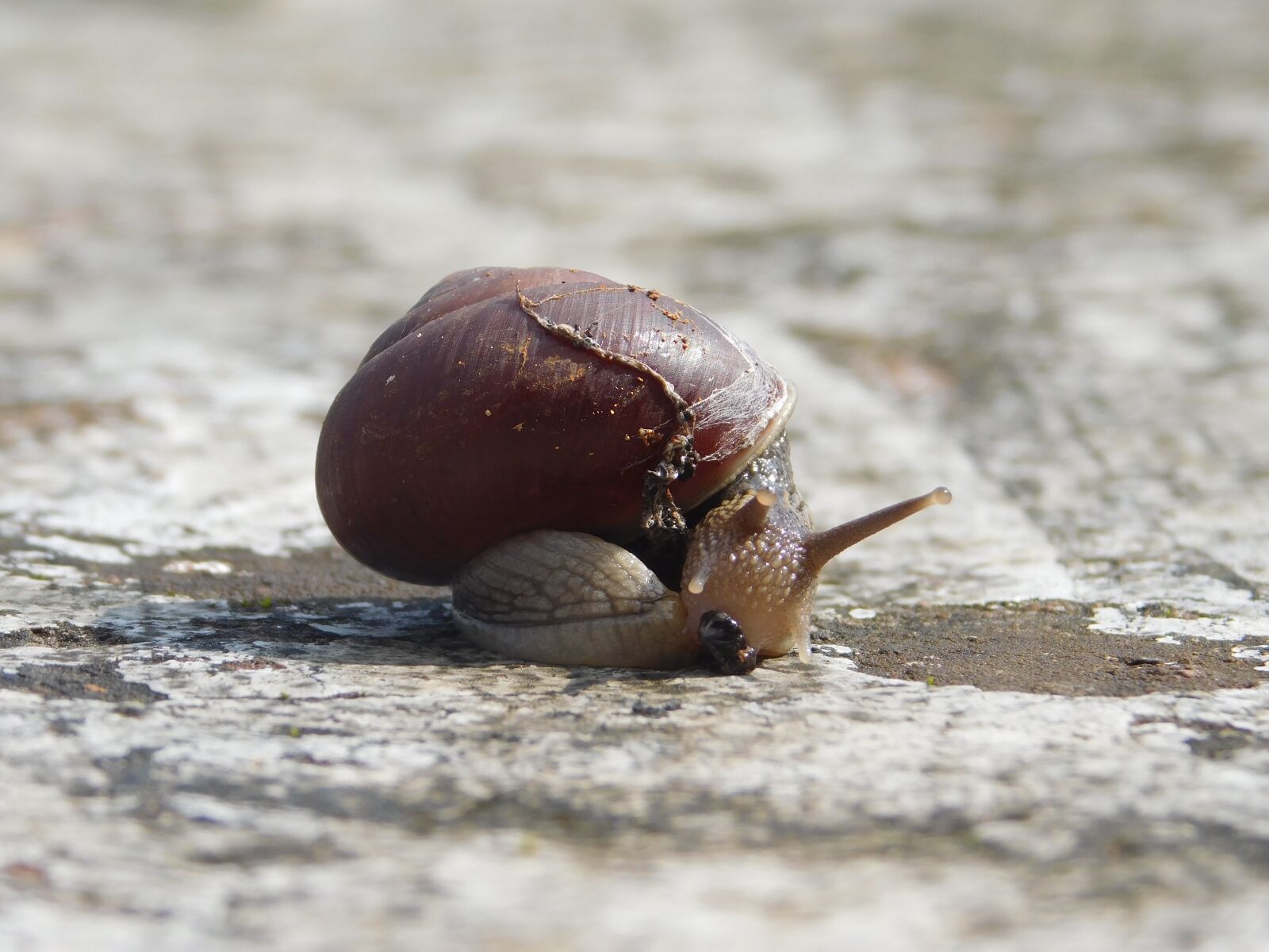 Nikon Coolpix L840 sample photo. Snail, sunlight, stone photography