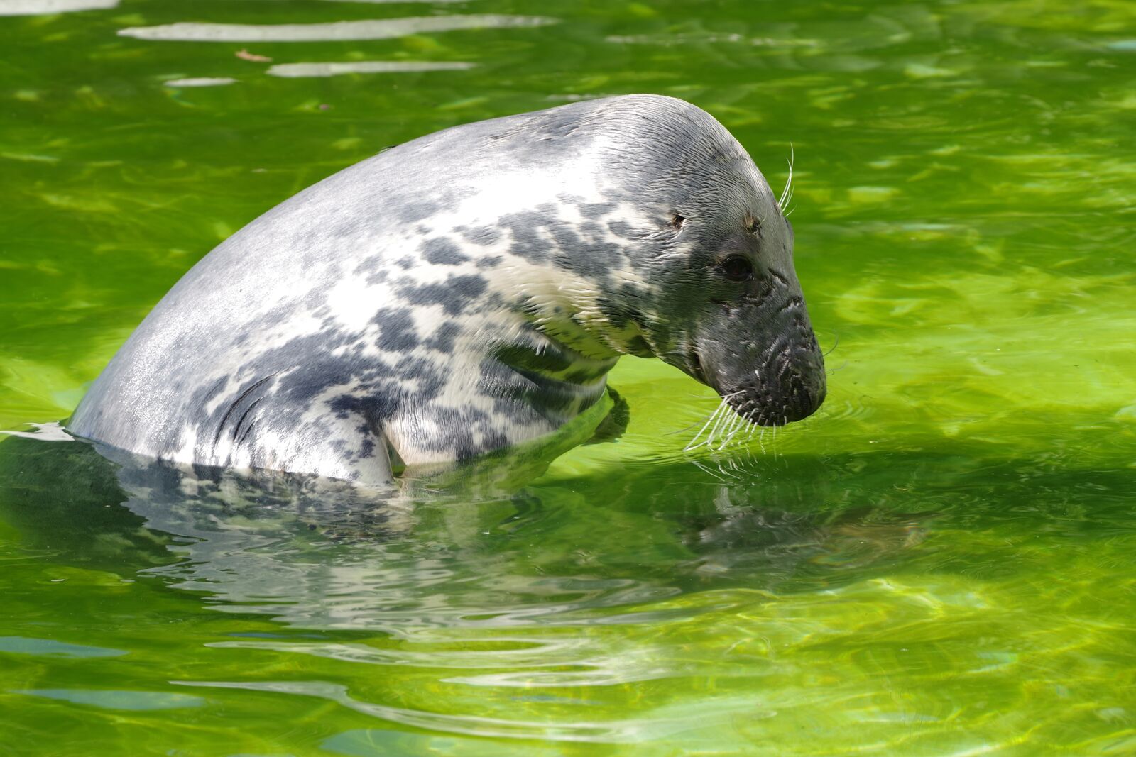 Pentax K-1 sample photo. Grey seal, halichoerus grypus photography