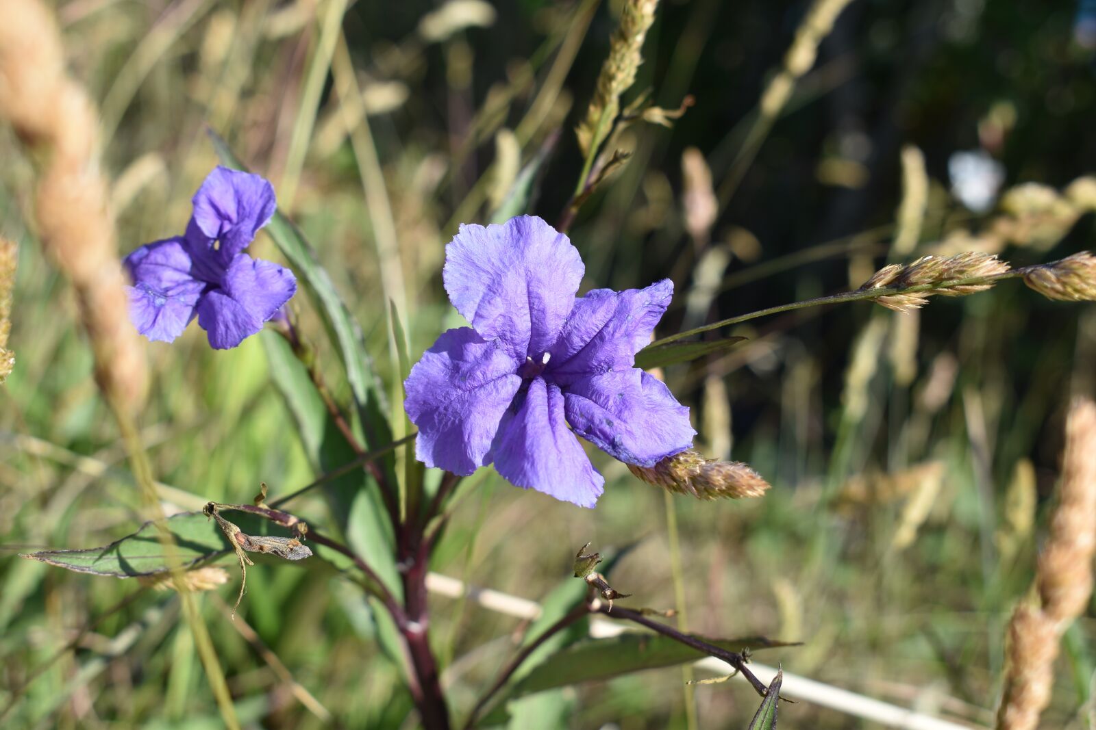 Nikon D3500 sample photo. Flower, nature, spring photography