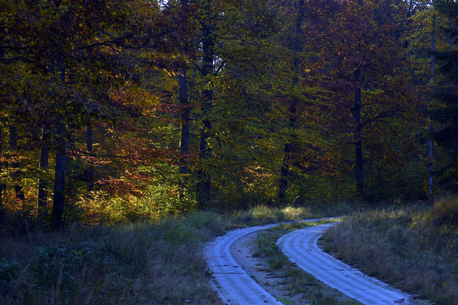 Nikon D3400 sample photo. Way, autumn, forest photography