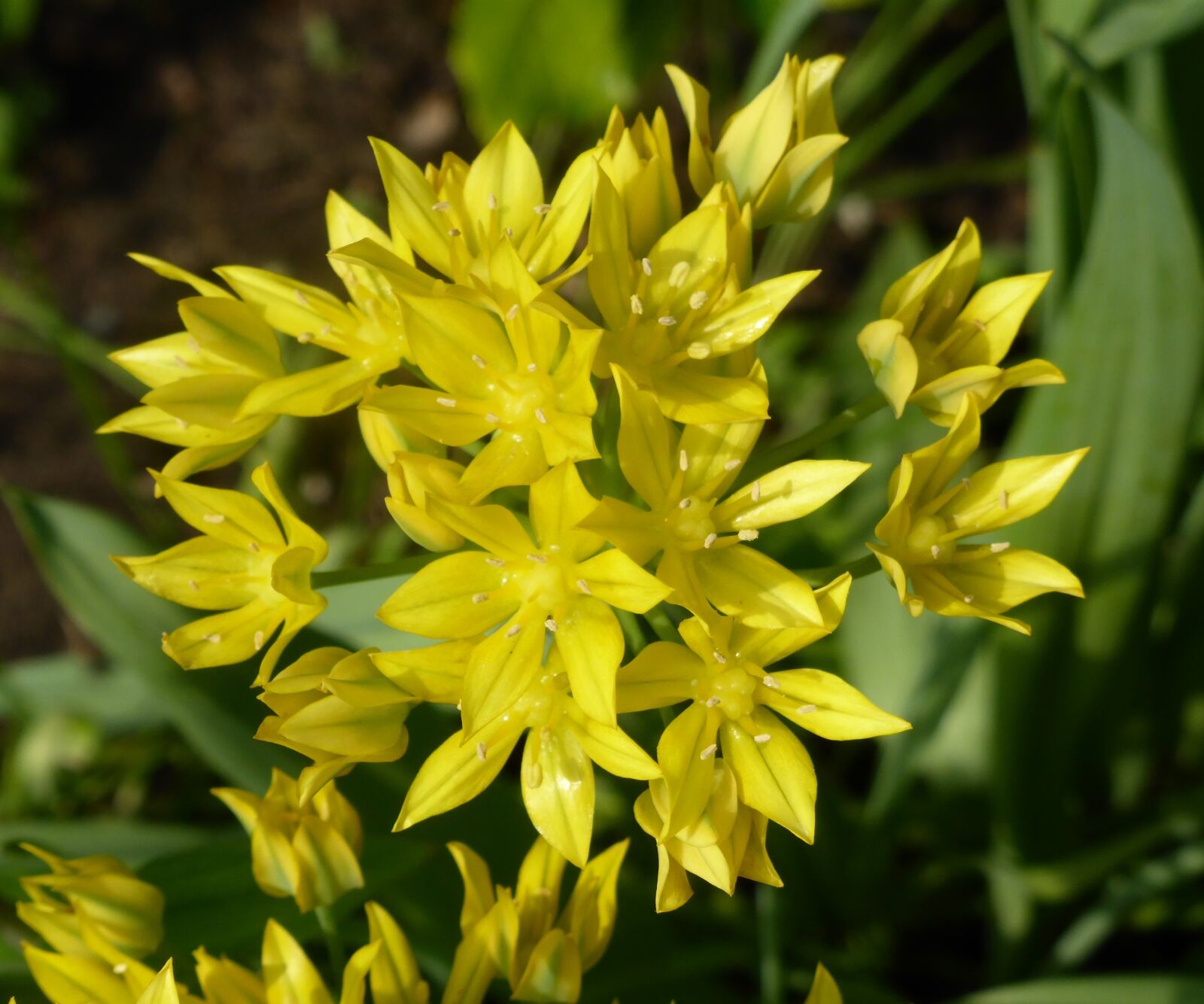 Panasonic Lumix DMC-ZS30 (Lumix DMC-TZ40) sample photo. Allium, yellow, flower photography