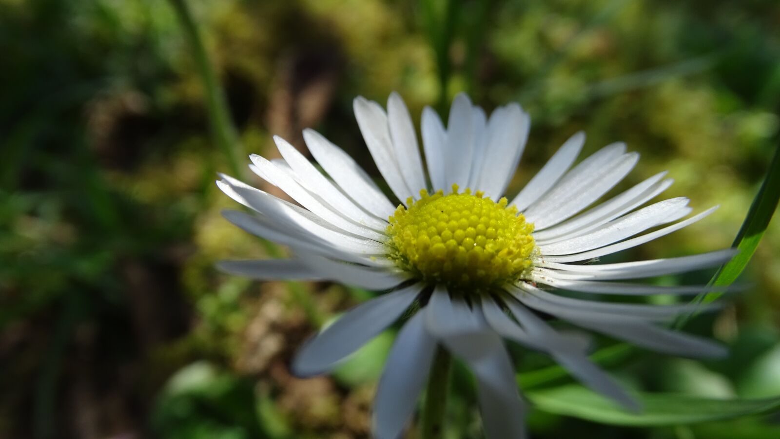Sony Cyber-shot DSC-HX350 sample photo. Nature, flora, flower photography
