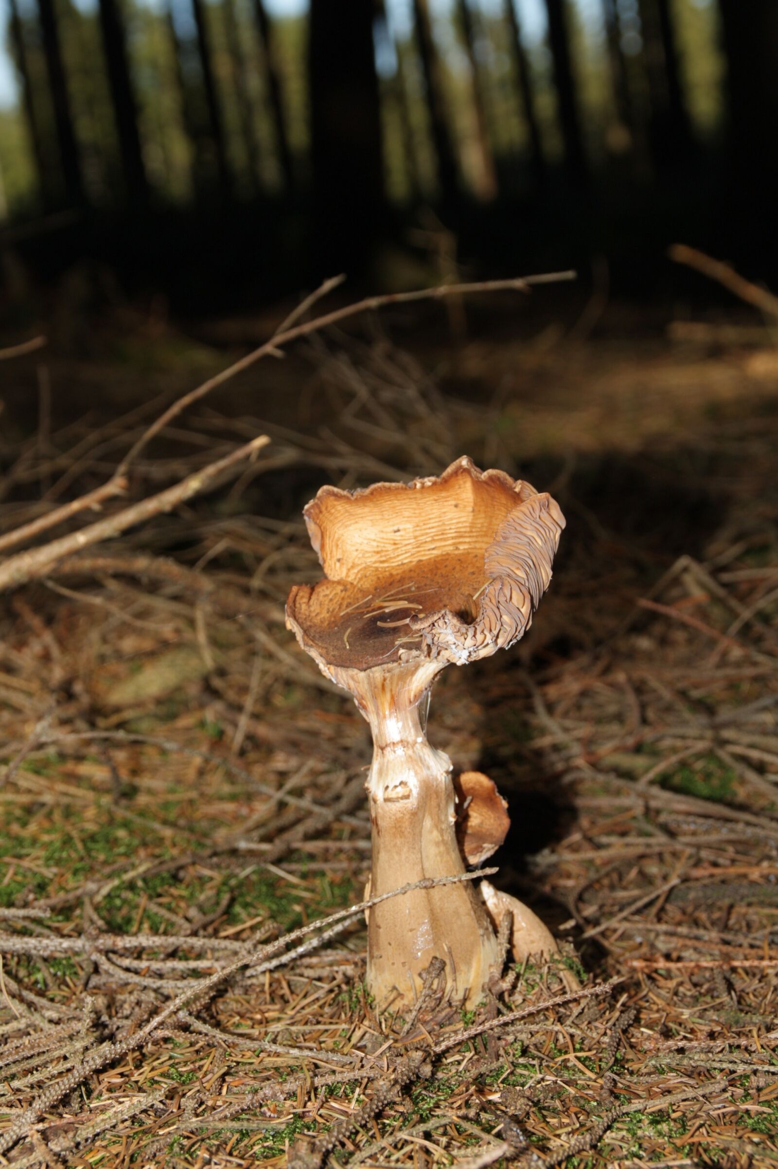 Canon EOS 450D (EOS Rebel XSi / EOS Kiss X2) sample photo. Mushroom, nature, forest photography