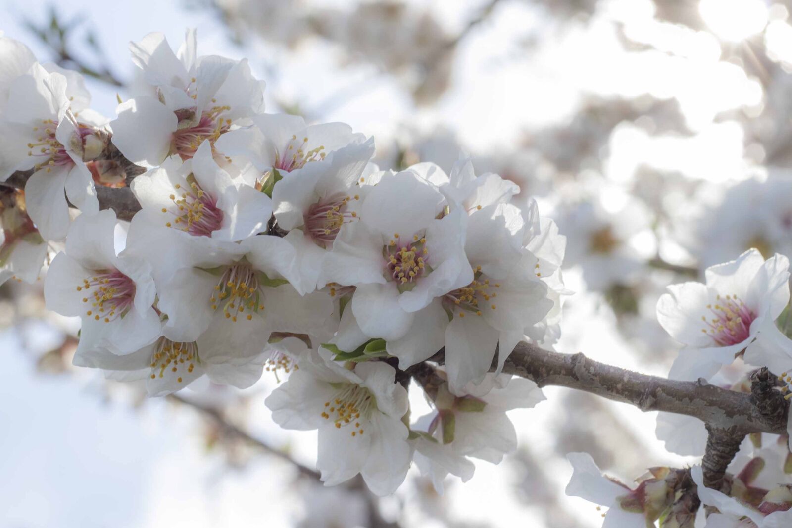 Canon EF 50mm F1.8 STM sample photo. Flowers, spring, flower photography