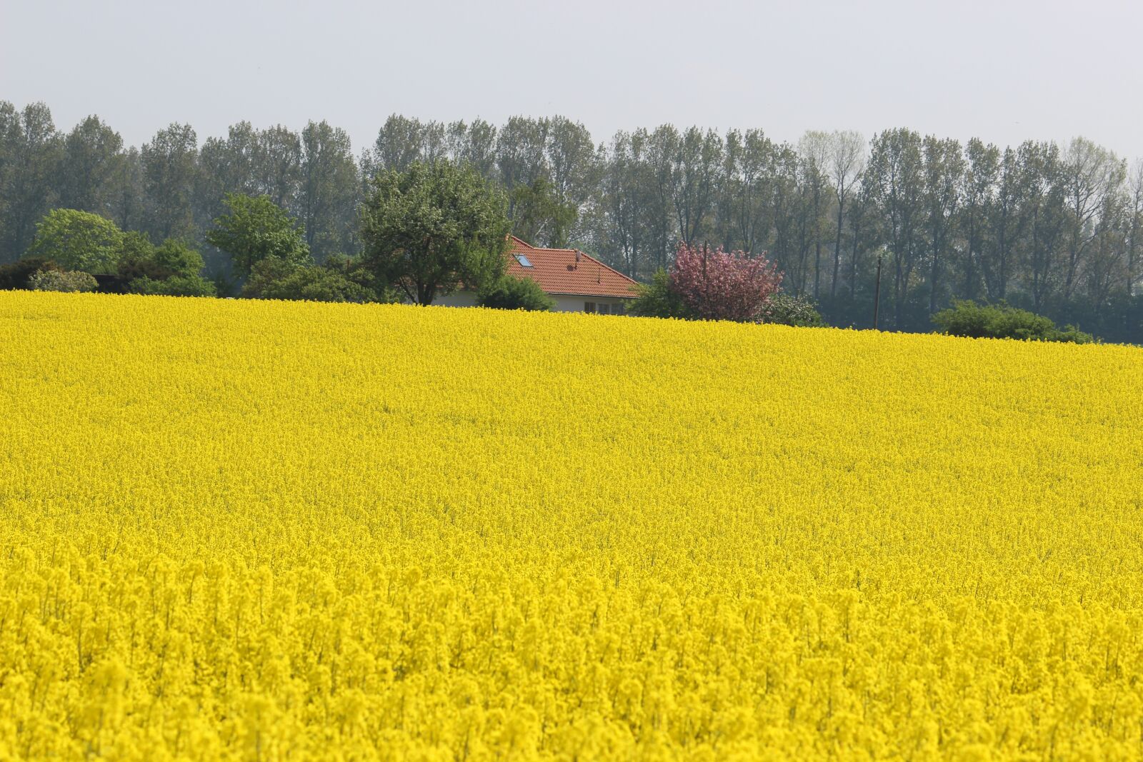 Canon EOS 600D (Rebel EOS T3i / EOS Kiss X5) sample photo. Oilseed rape, field, landscape photography